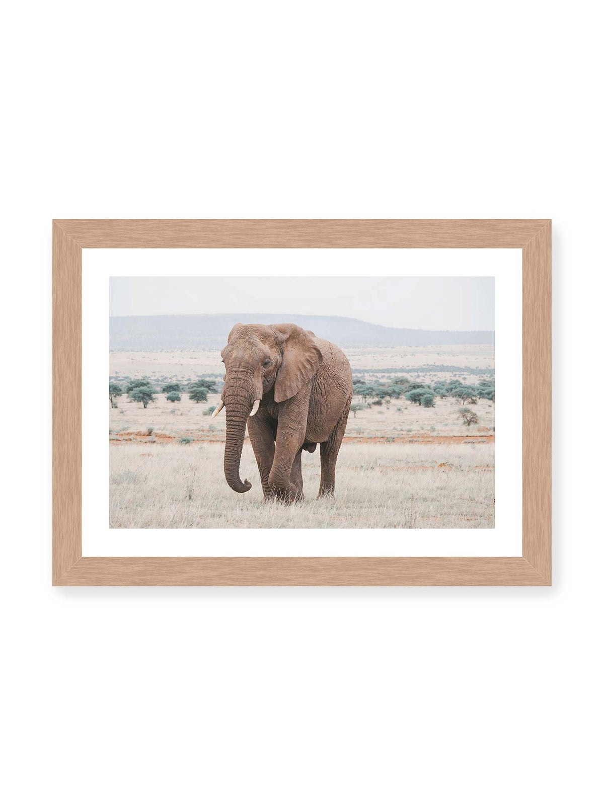 30x21 cm, weißer Galerie-Rand, Eichenrahmen – Einzelner Elefant mit Stoßzähnen in einer offenen, hellen Graslandschaft vor einem fernen Höhenzug.