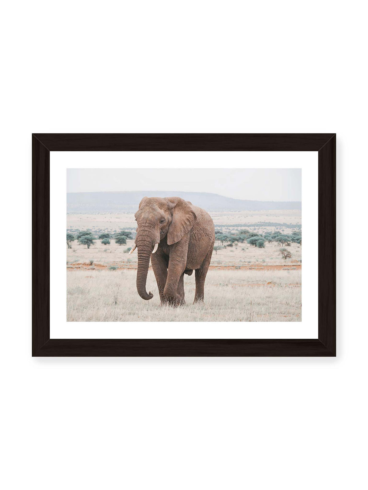 30x21 cm, weißer Galerie-Rand, schwarzer Rahmen – Einzelner Elefant mit Stoßzähnen in einer offenen, hellen Graslandschaft vor einem fernen Höhenzug.
