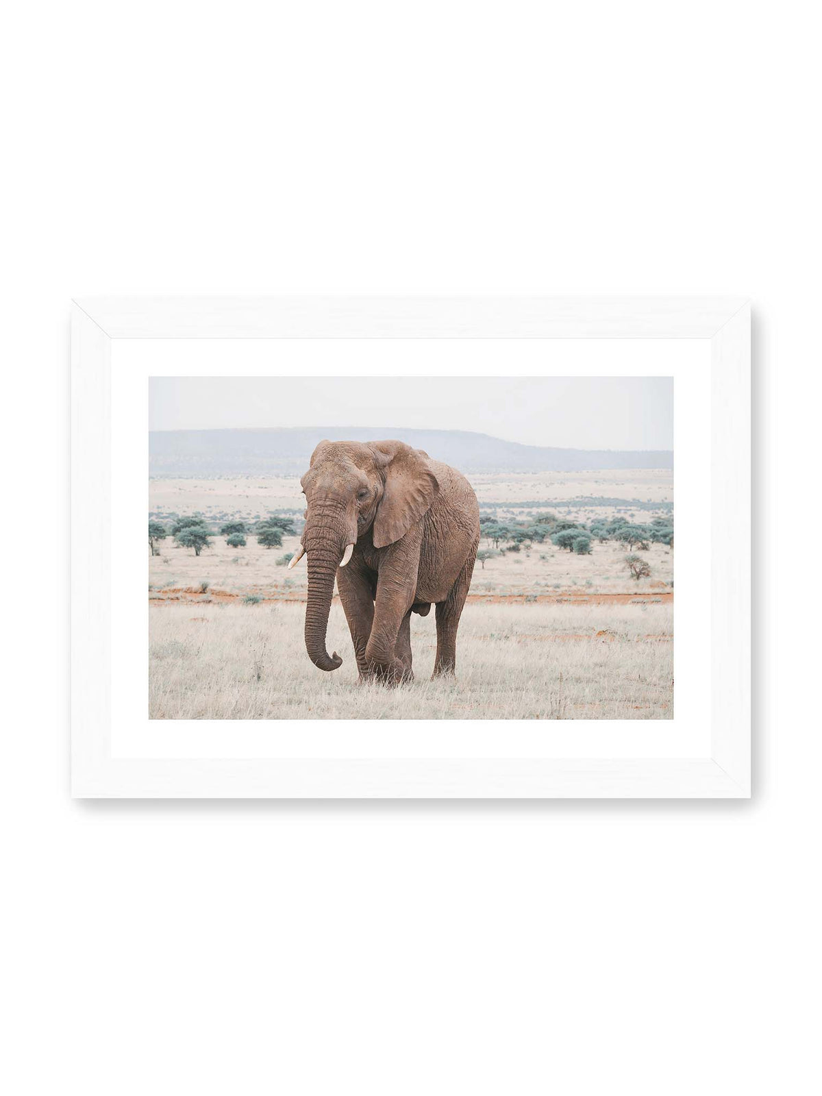 30x21 cm, weißer Galerie-Rand, weißer Rahmen – Einzelner Elefant mit Stoßzähnen in einer offenen, hellen Graslandschaft vor einem fernen Höhenzug.