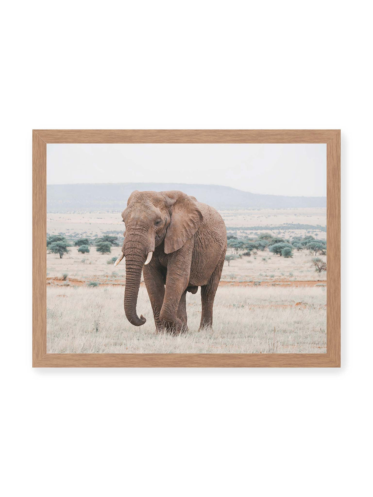 40x30 cm, Eichenrahmen – Einzelner Elefant mit Stoßzähnen in einer offenen, hellen Graslandschaft vor einem fernen Höhenzug.