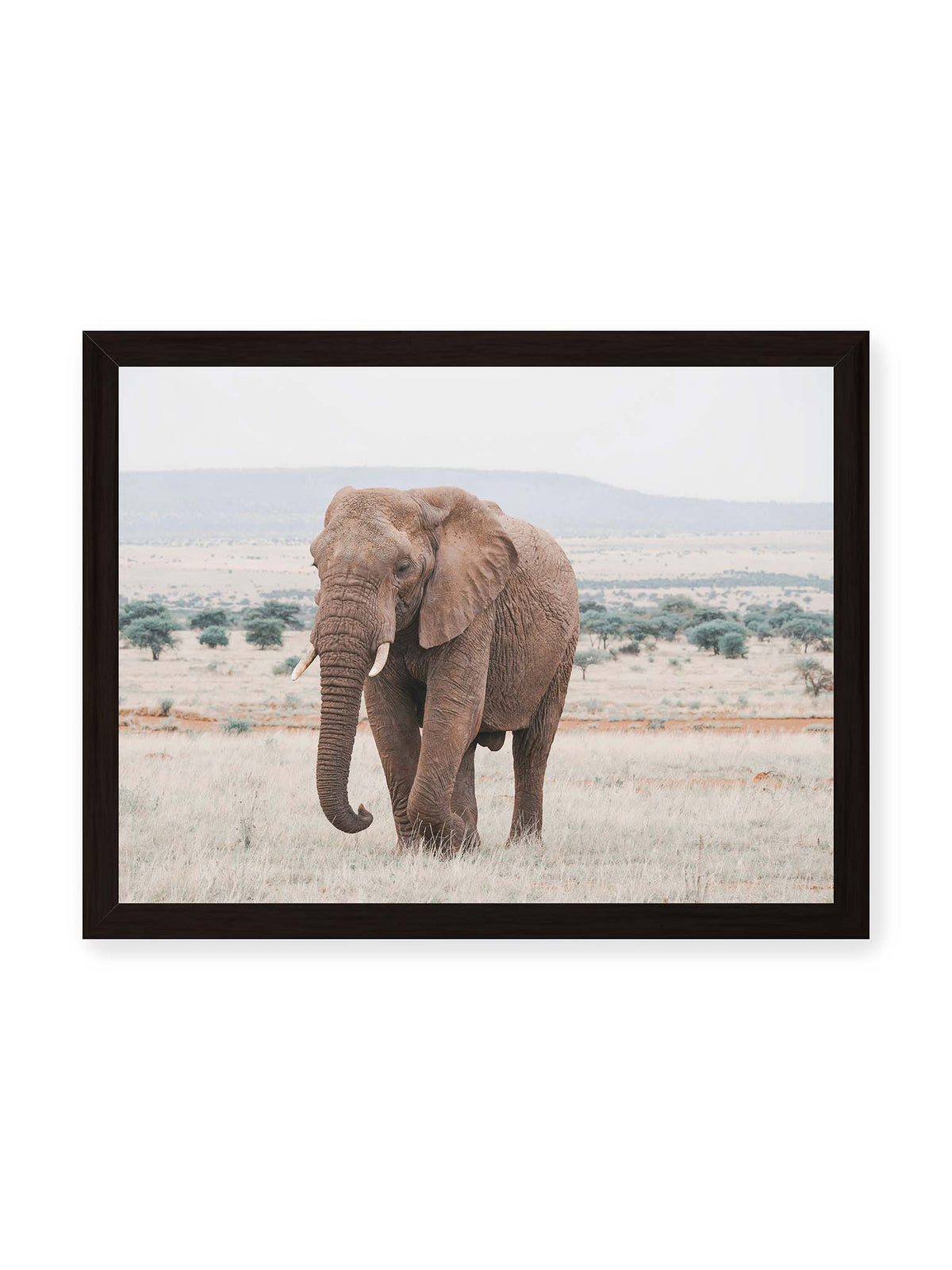 40x30 cm, schwarzer Rahmen – Einzelner Elefant mit Stoßzähnen in einer offenen, hellen Graslandschaft vor einem fernen Höhenzug.