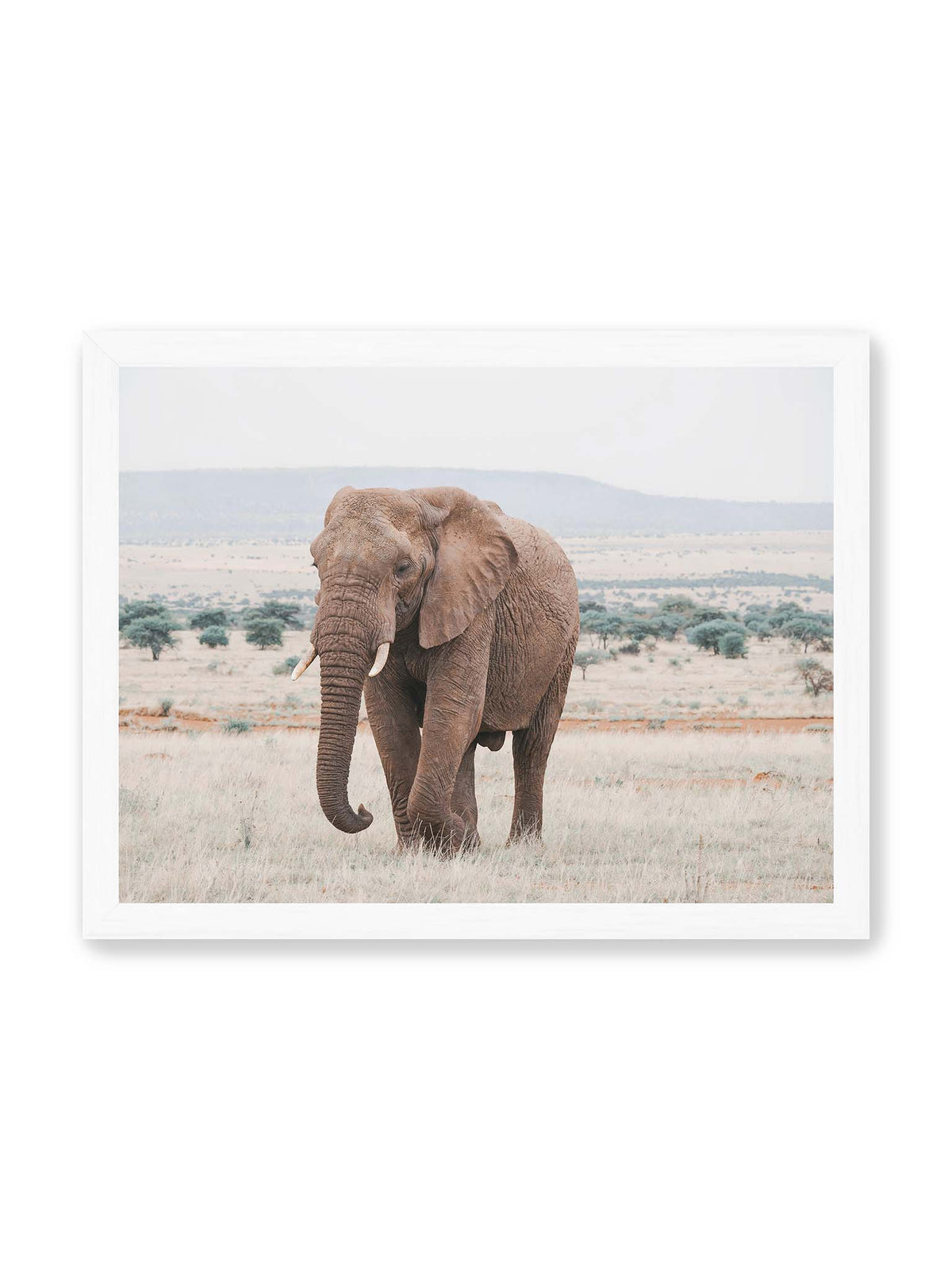 40x30 cm, weißer Rahmen – Einzelner Elefant mit Stoßzähnen in einer offenen, hellen Graslandschaft vor einem fernen Höhenzug.