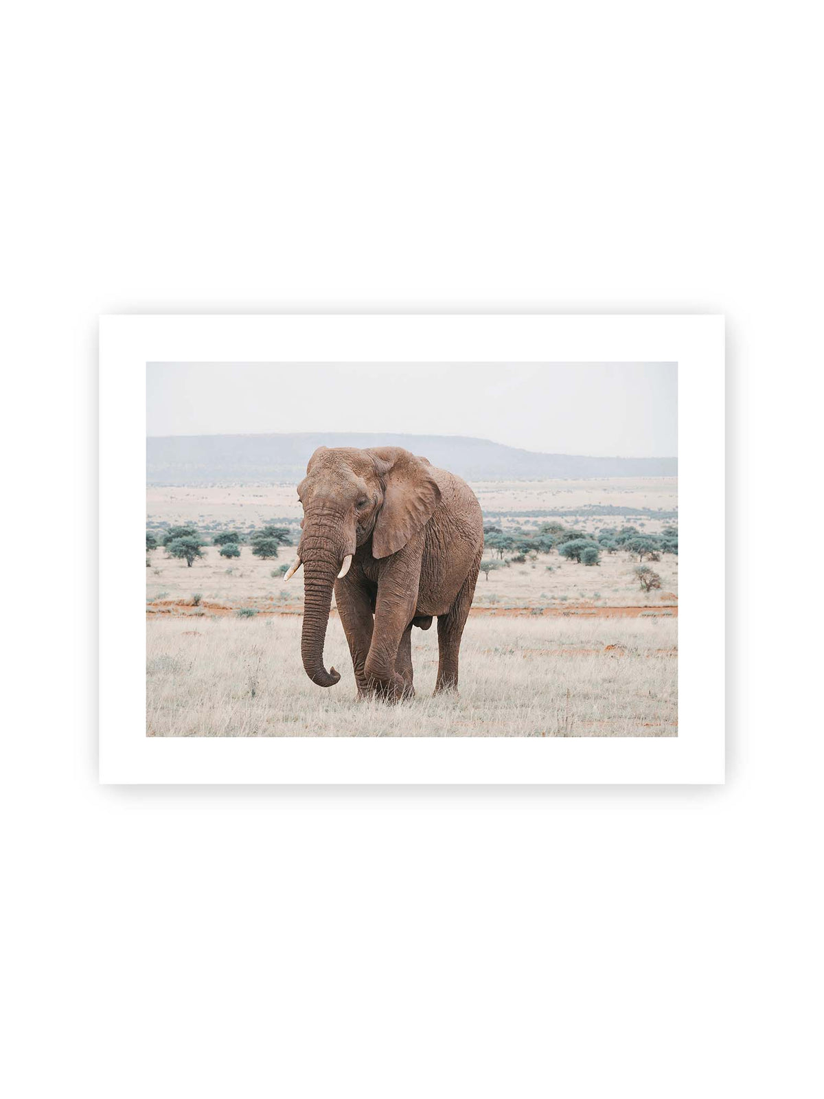 40x30 cm, weißer Galerie-Rand – Einzelner Elefant mit Stoßzähnen in einer offenen, hellen Graslandschaft vor einem fernen Höhenzug.