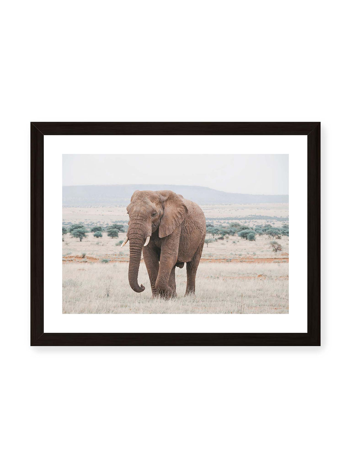 40x30 cm, weißer Galerie-Rand, schwarzer Rahmen – Einzelner Elefant mit Stoßzähnen in einer offenen, hellen Graslandschaft vor einem fernen Höhenzug.