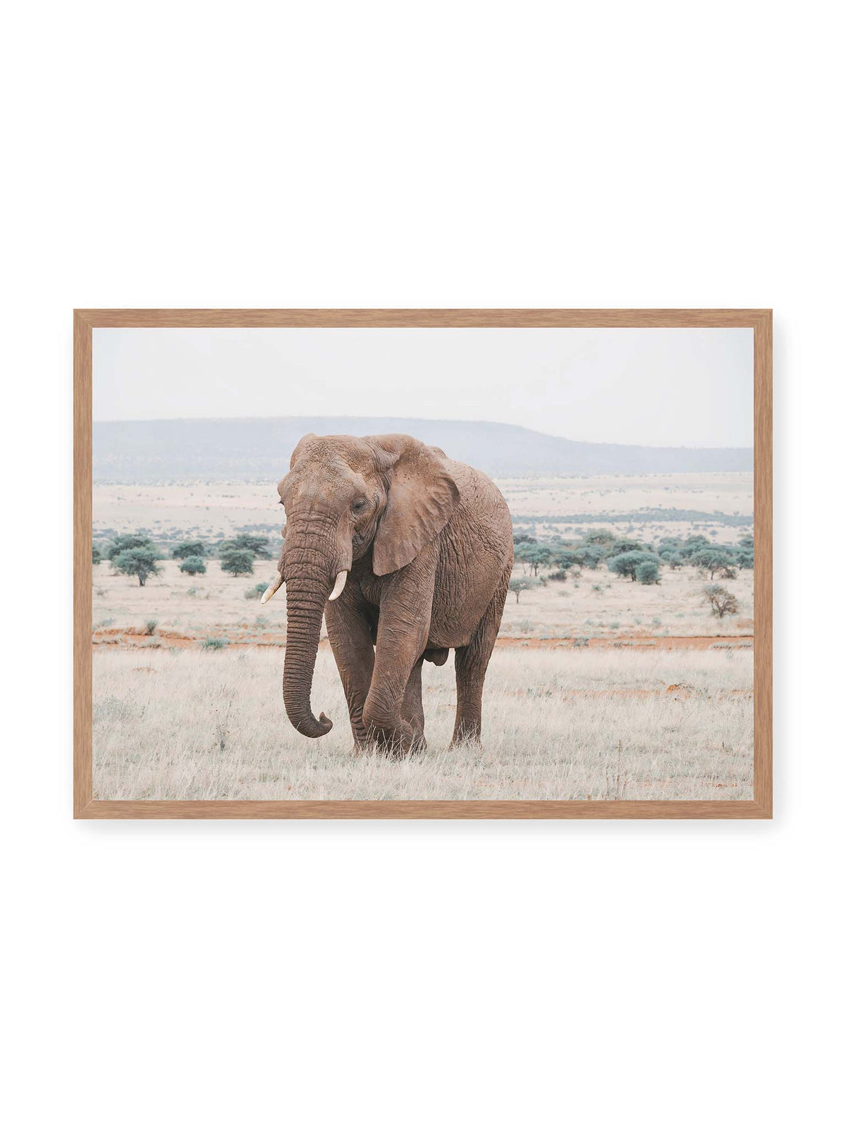 70x50 cm, Eichenrahmen – Einzelner Elefant mit Stoßzähnen in einer offenen, hellen Graslandschaft vor einem fernen Höhenzug.