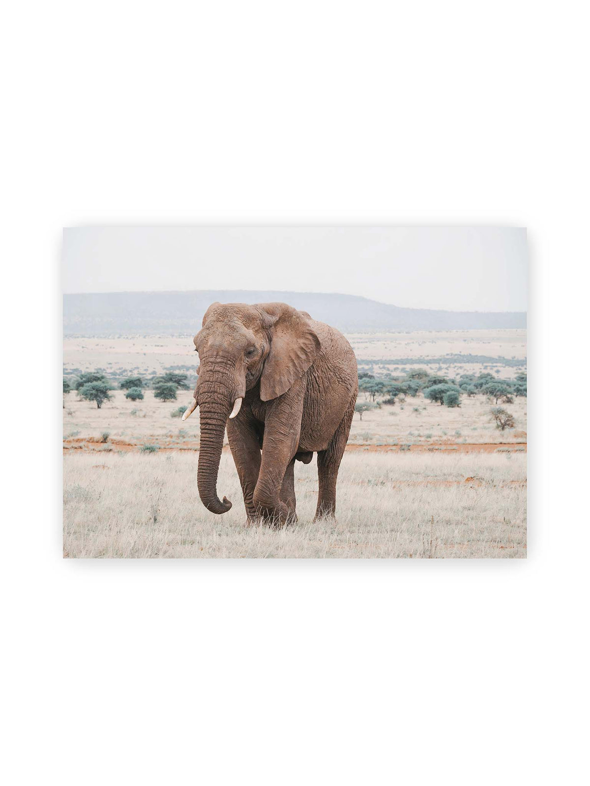 70x50 cm – Einzelner Elefant mit Stoßzähnen in einer offenen, hellen Graslandschaft vor einem fernen Höhenzug.
