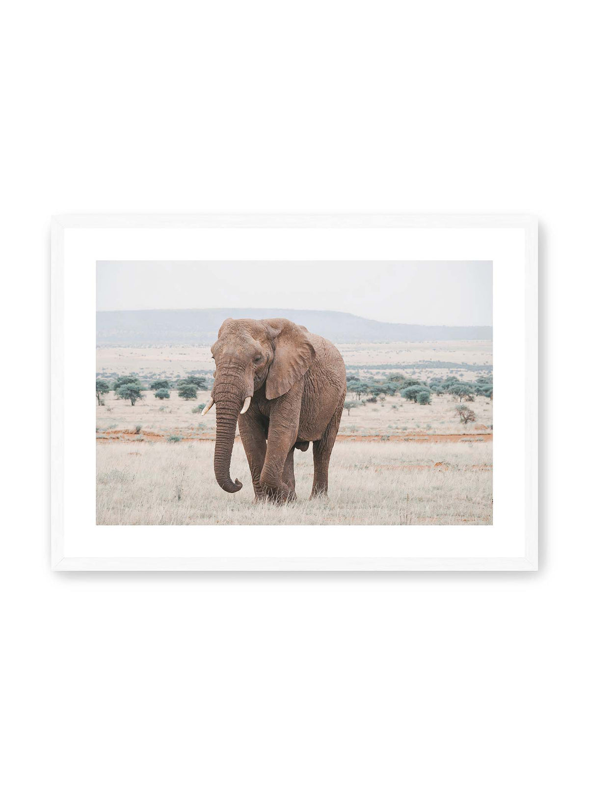 70x50 cm, weißer Galerie-Rand, weißer Rahmen – Einzelner Elefant mit Stoßzähnen in einer offenen, hellen Graslandschaft vor einem fernen Höhenzug.