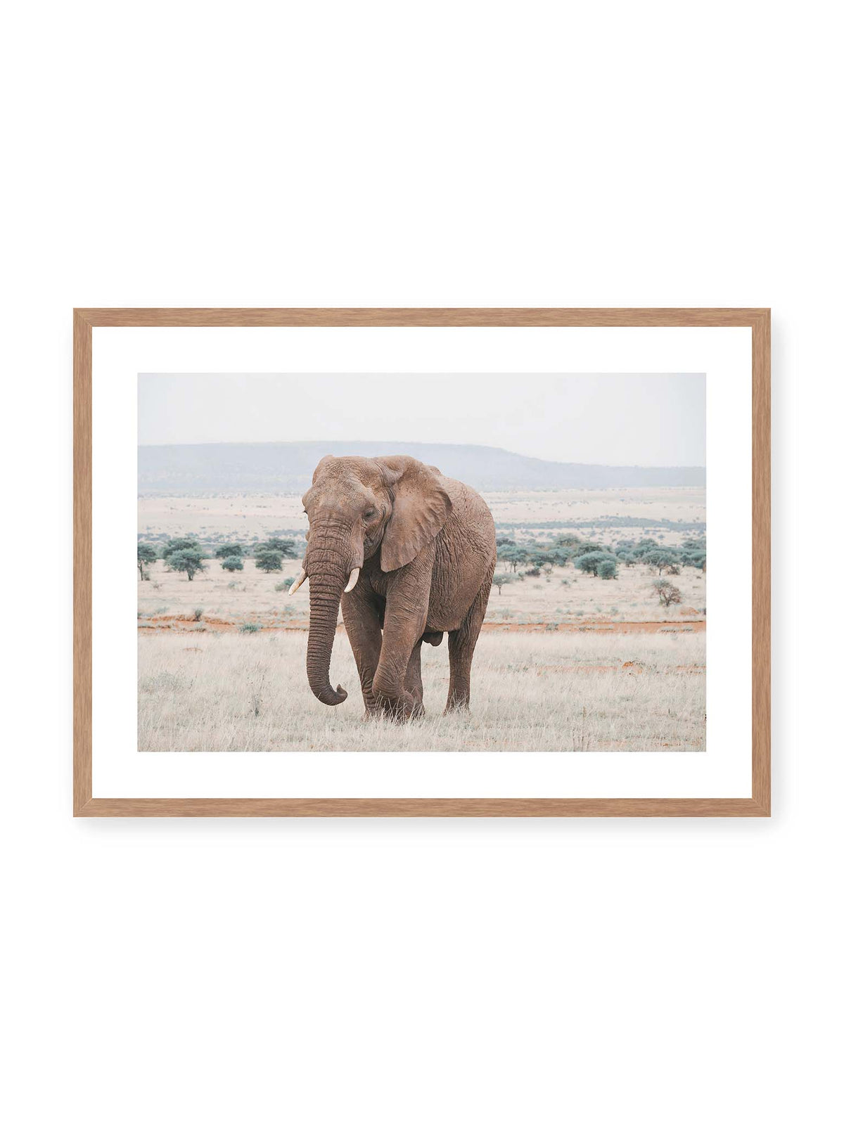 Gentle Giant