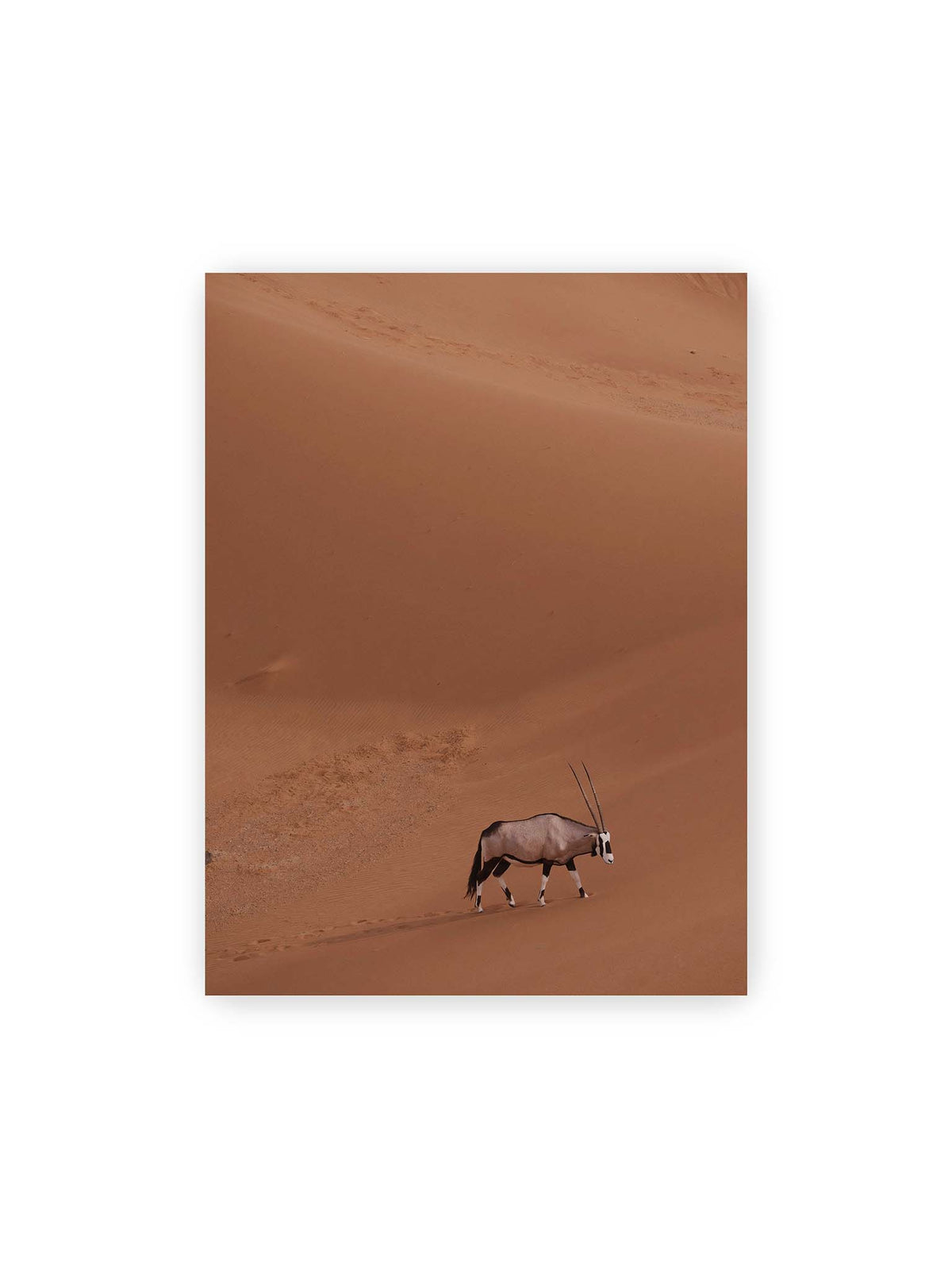 30x40 cm – Einzelne Oryxantilope mit langen Hörnern läuft durch eine weite, braune Dünenlandschaft.