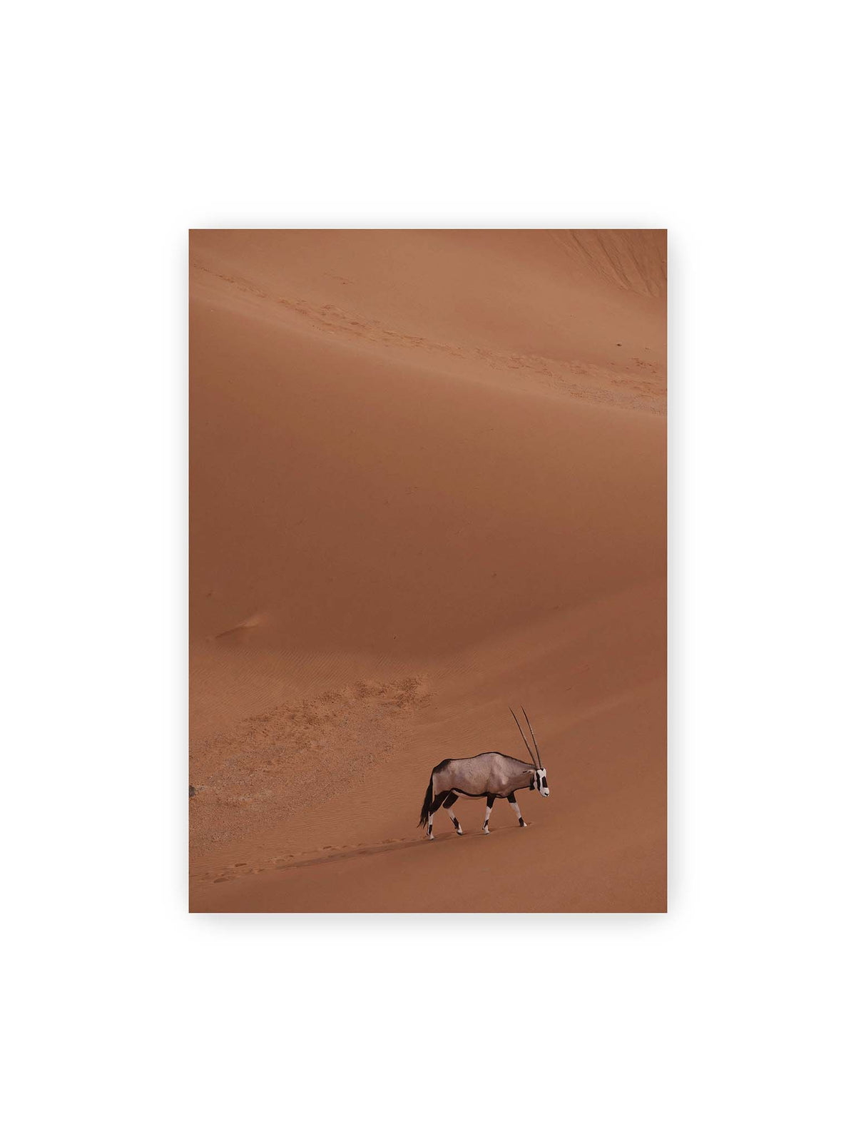 70x100 cm – Einzelne Oryxantilope mit langen Hörnern läuft durch eine weite, braune Dünenlandschaft.