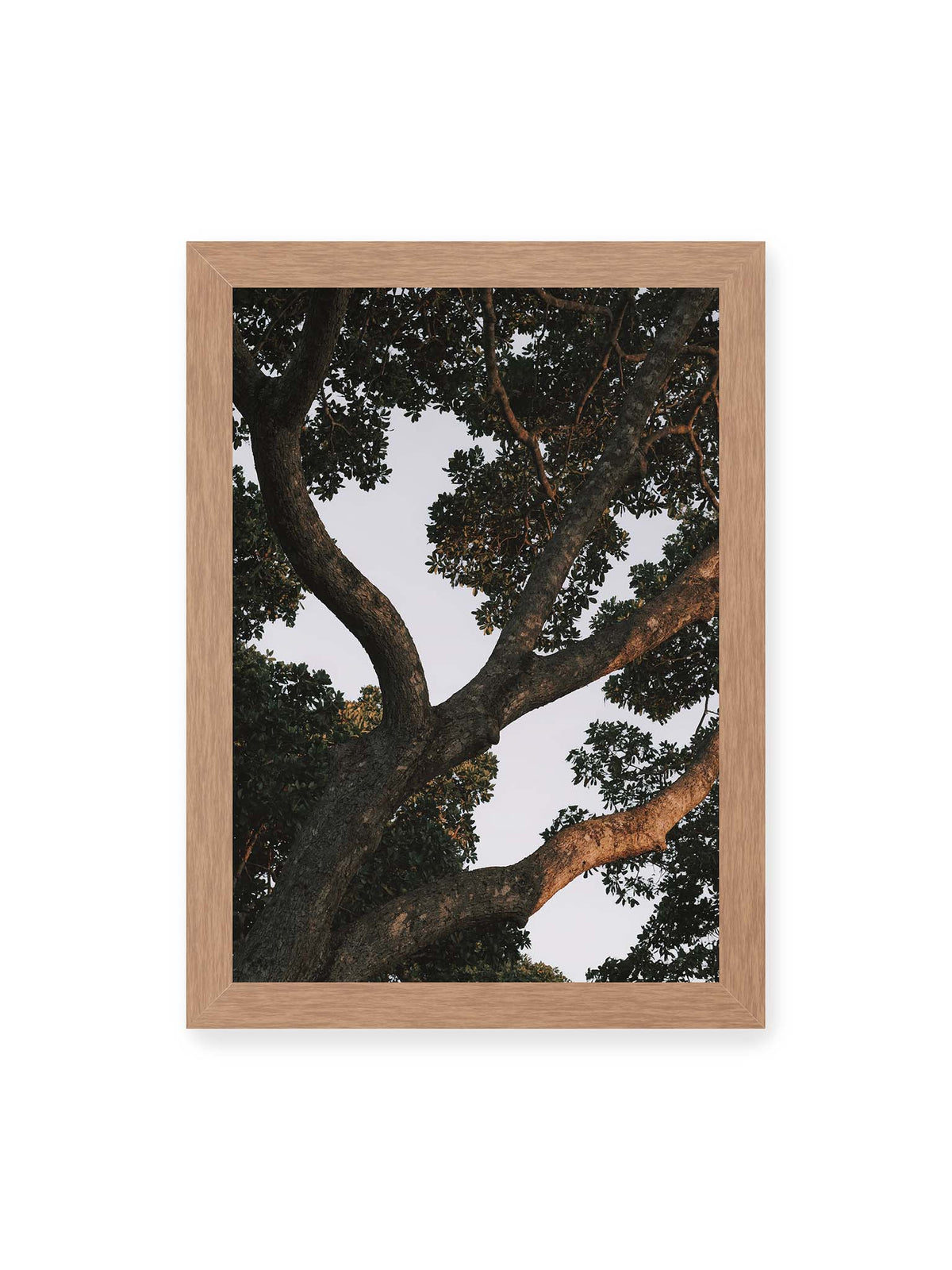 21x30 cm, Eichenrahmen – Große verzweigte Äste mit dichtem grünen Blätterdach vor hellem Himmel.