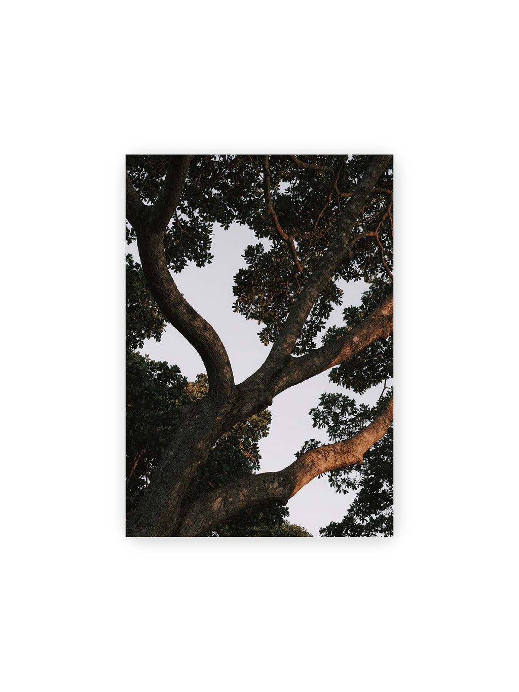 21x30 cm – Große verzweigte Äste mit dichtem grünen Blätterdach vor hellem Himmel.