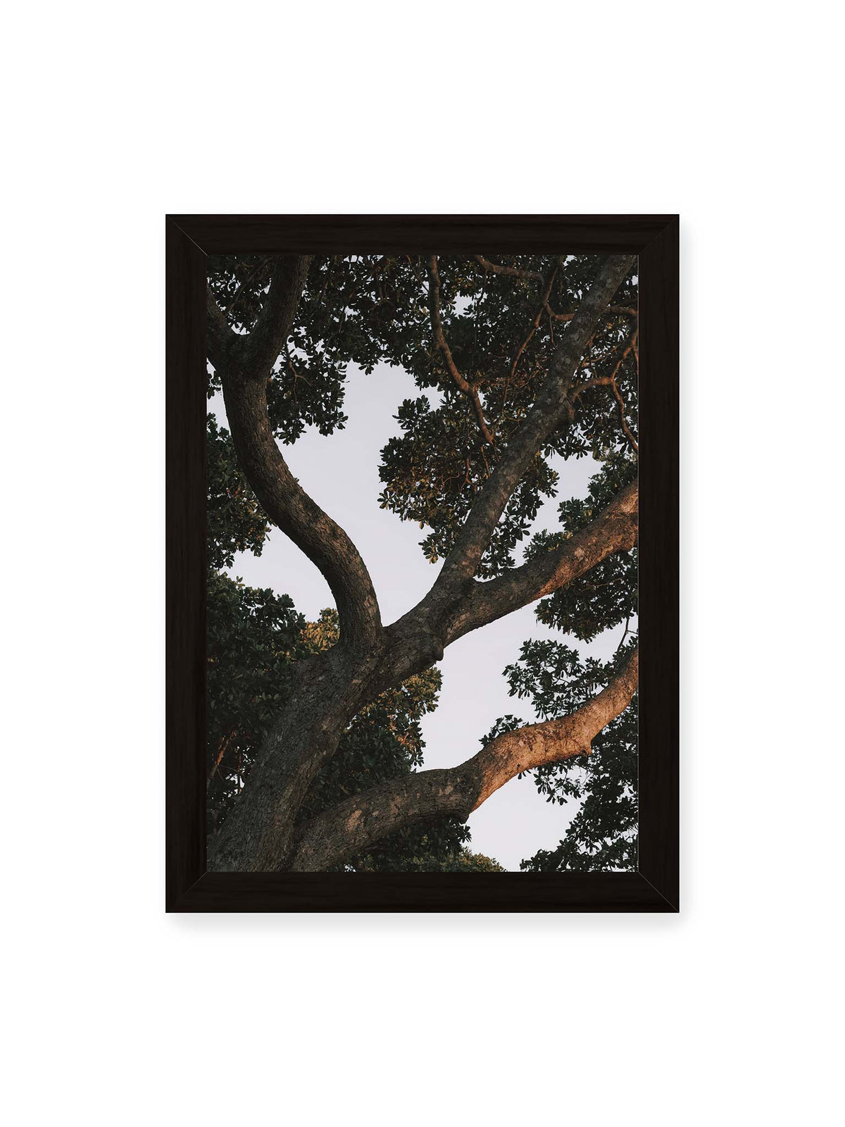 21x30 cm, schwarzer Rahmen – Große verzweigte Äste mit dichtem grünen Blätterdach vor hellem Himmel.