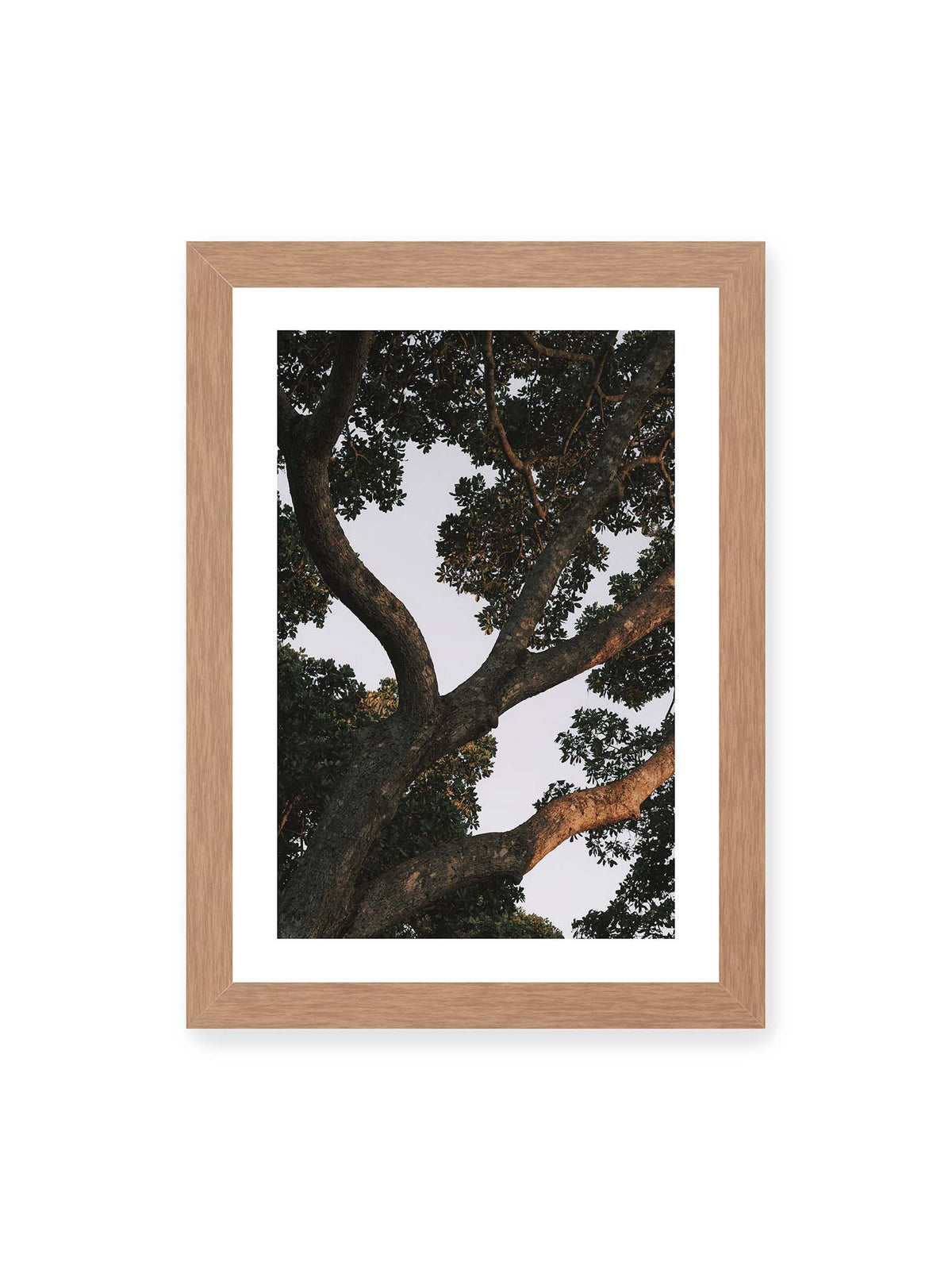 21x30 cm, weißer Galerie-Rand, Eichenrahmen – Große verzweigte Äste mit dichtem grünen Blätterdach vor hellem Himmel.