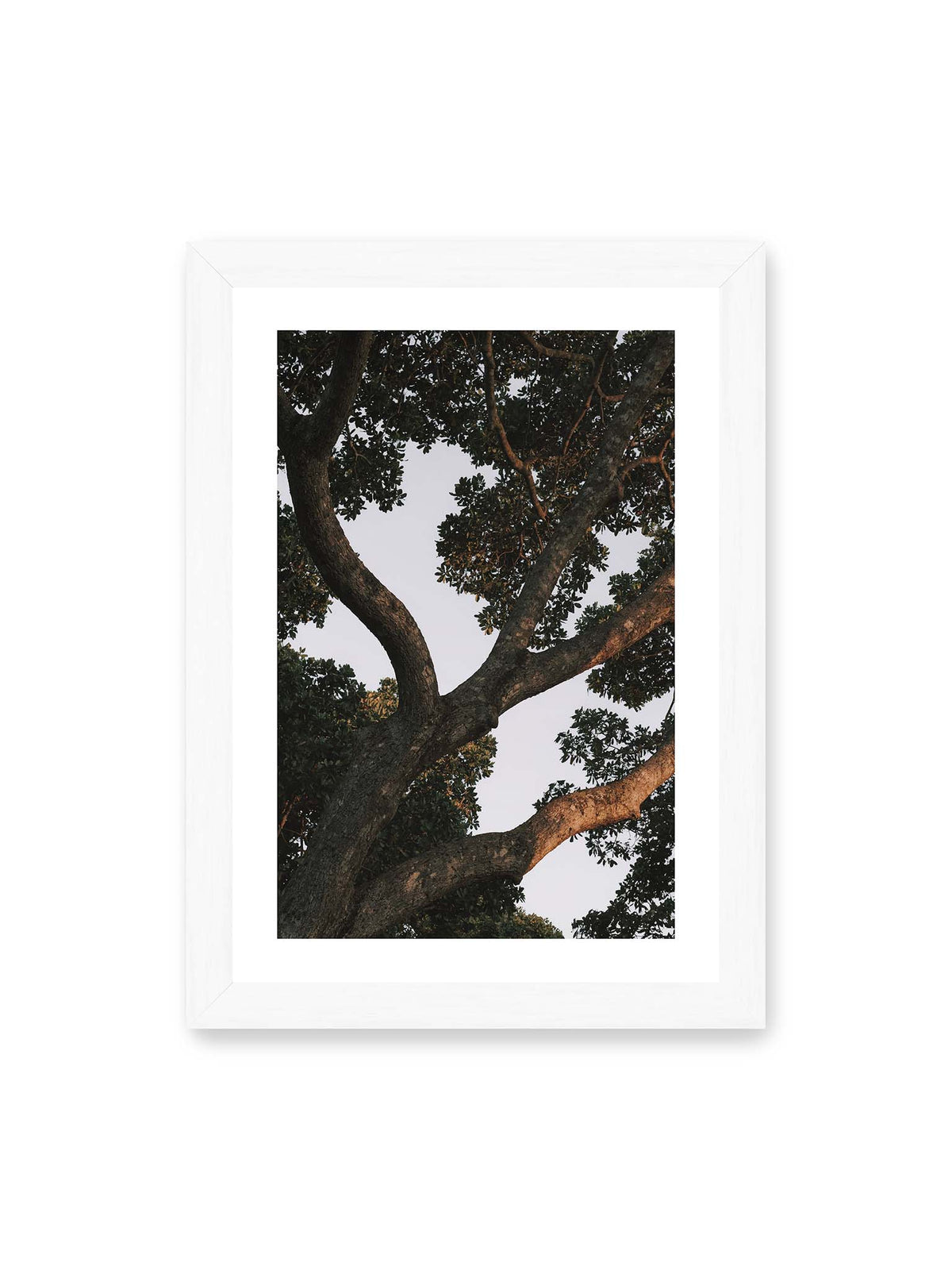 21x30 cm, weißer Galerie-Rand, weißer Rahmen – Große verzweigte Äste mit dichtem grünen Blätterdach vor hellem Himmel.