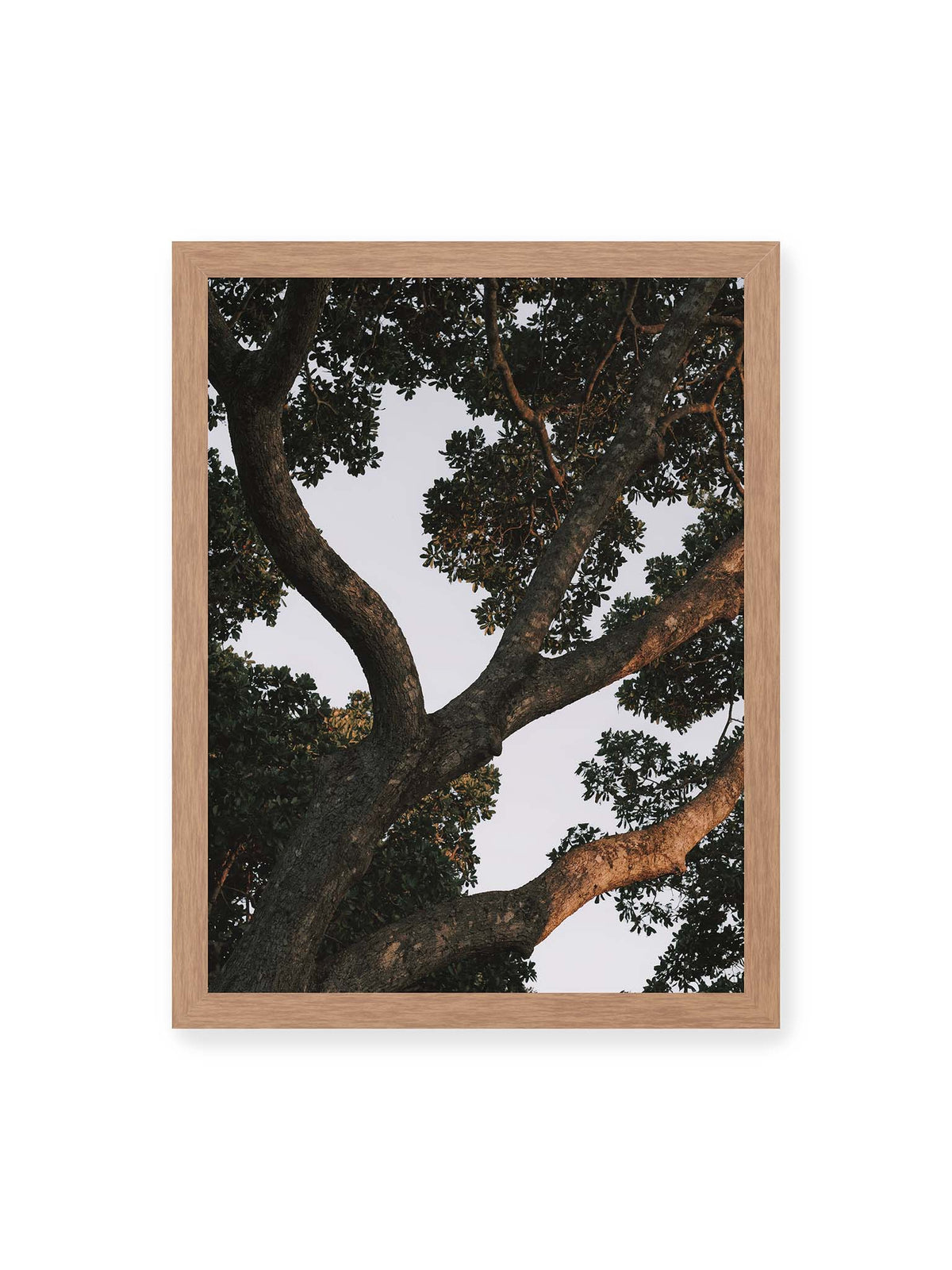 30x40 cm, Eichenrahmen – Große verzweigte Äste mit dichtem grünen Blätterdach vor hellem Himmel.