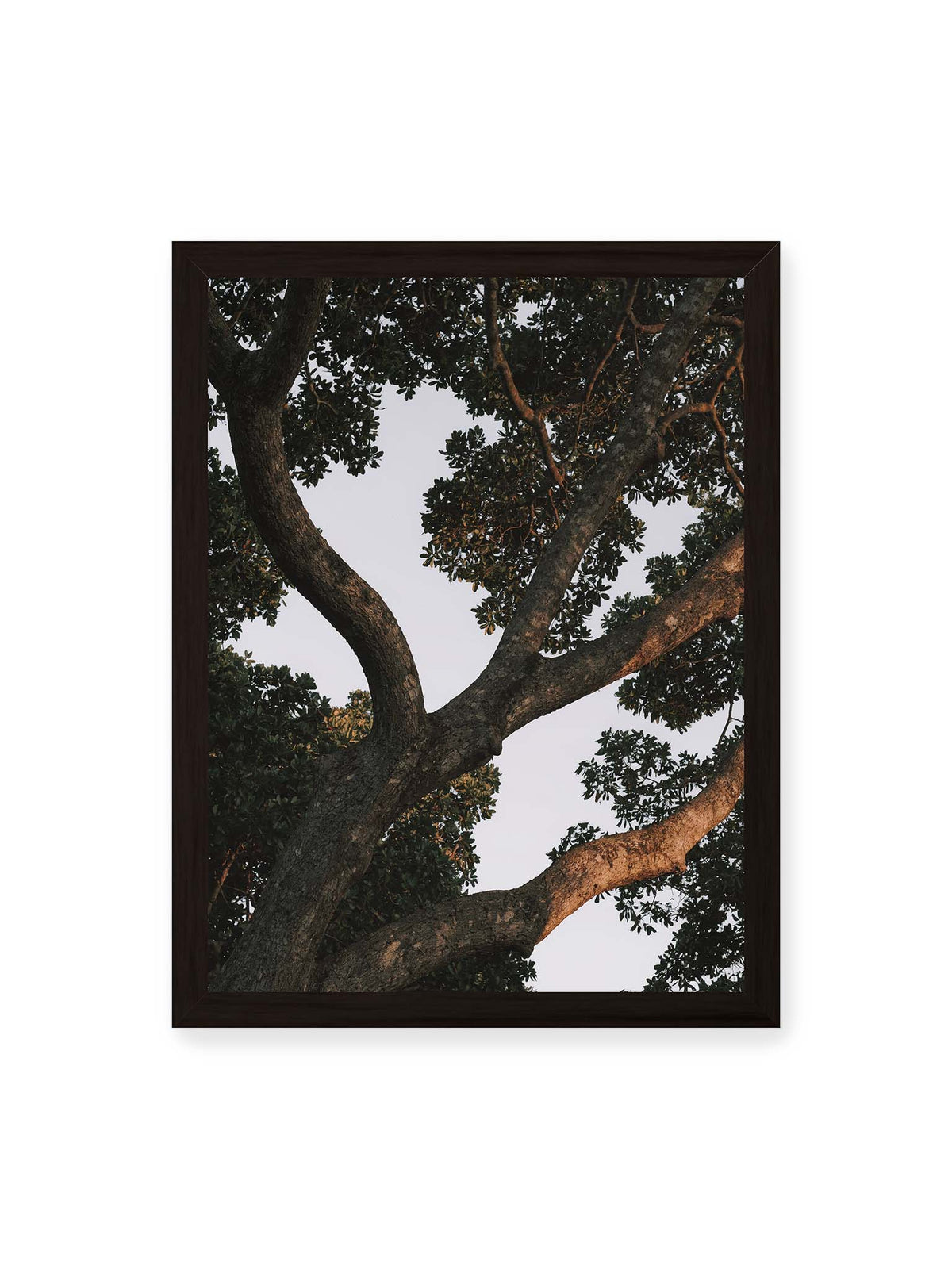 30x40 cm, schwarzer Rahmen – Große verzweigte Äste mit dichtem grünen Blätterdach vor hellem Himmel.