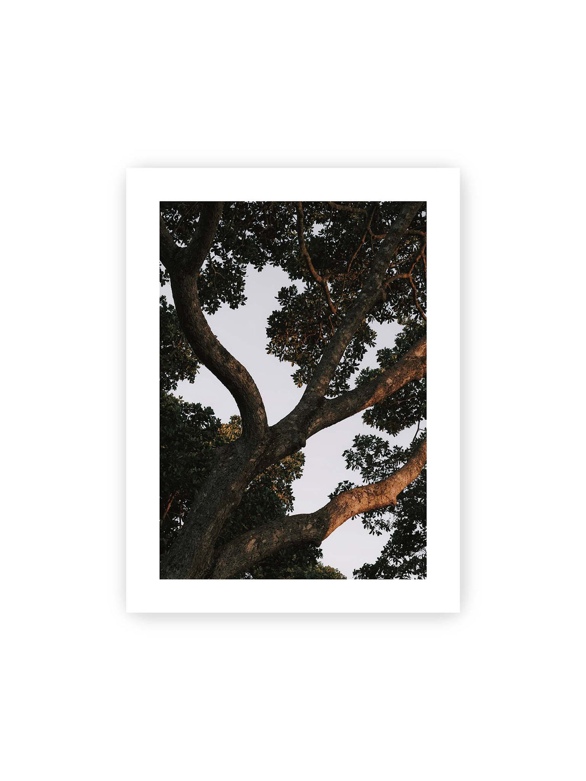 30x40 cm, weißer Galerie-Rand – Große verzweigte Äste mit dichtem grünen Blätterdach vor hellem Himmel.