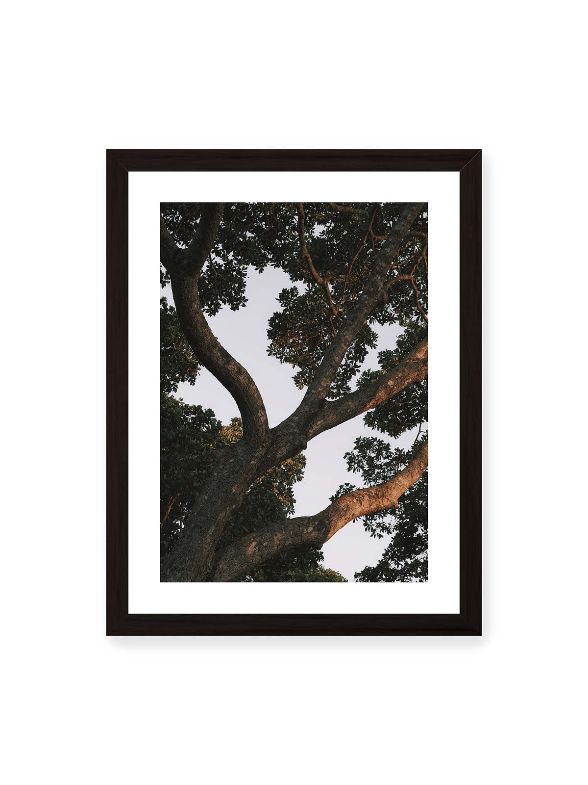 30x40 cm, weißer Galerie-Rand, schwarzer Rahmen – Große verzweigte Äste mit dichtem grünen Blätterdach vor hellem Himmel.