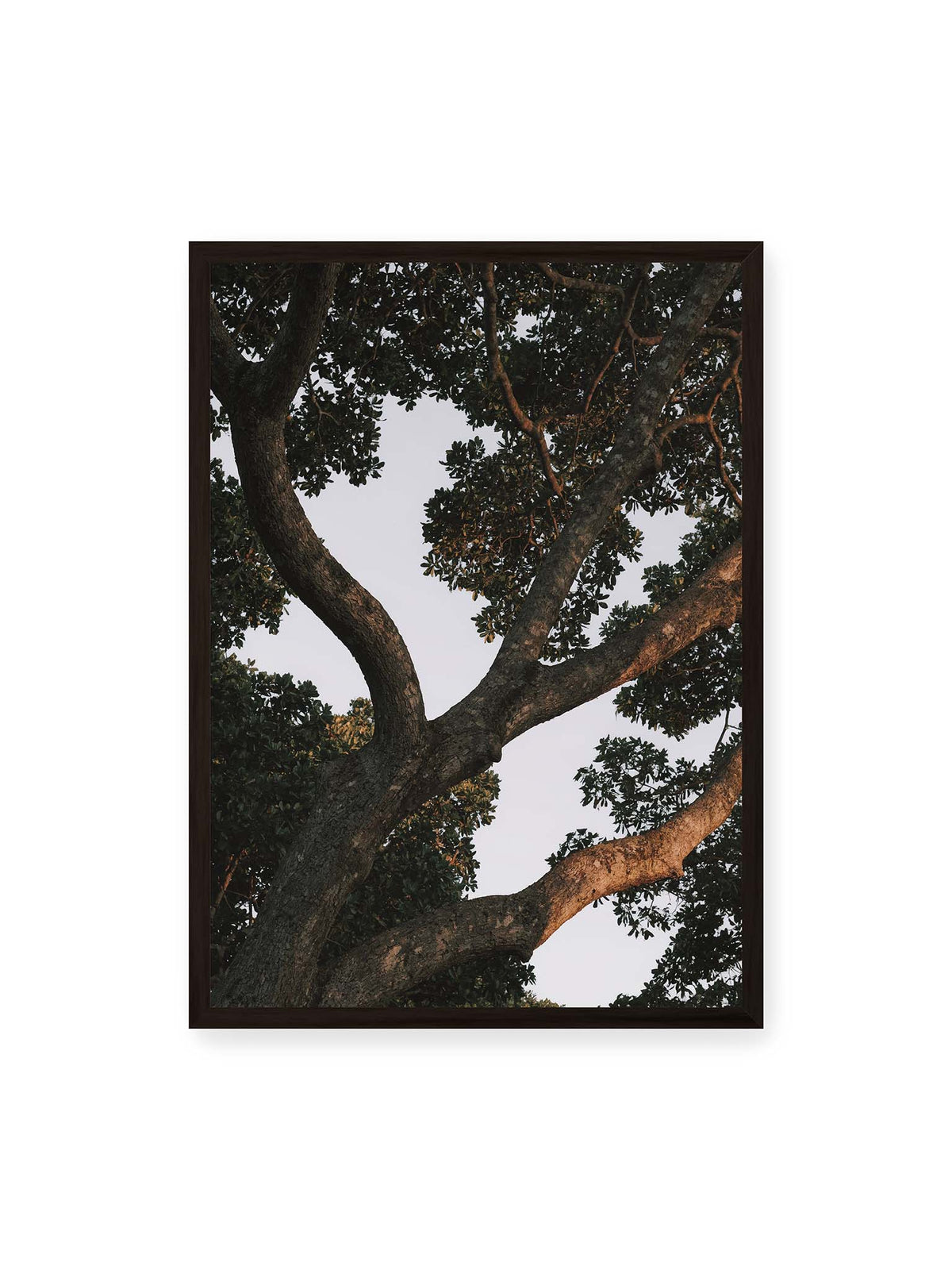 50x70 cm, schwarzer Rahmen – Große verzweigte Äste mit dichtem grünen Blätterdach vor hellem Himmel.