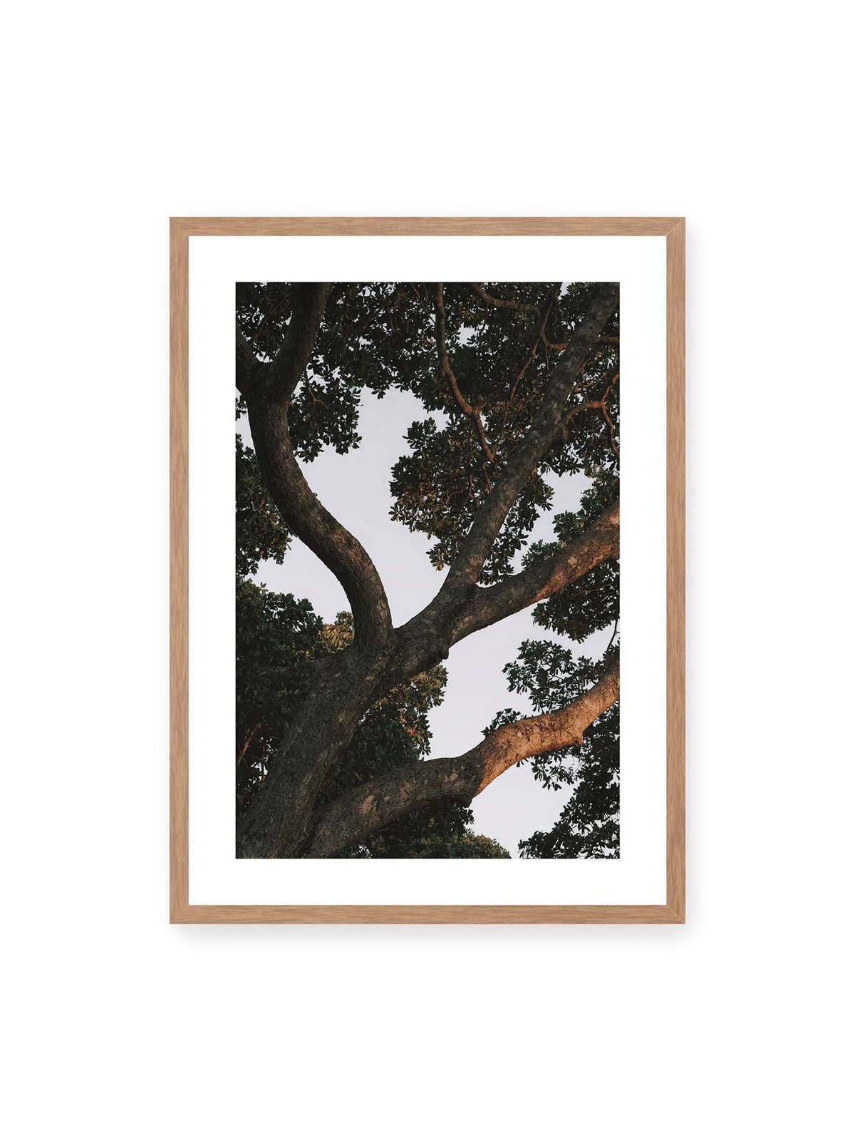 50x70 cm, weißer Galerie-Rand, Eichenrahmen – Große verzweigte Äste mit dichtem grünen Blätterdach vor hellem Himmel.