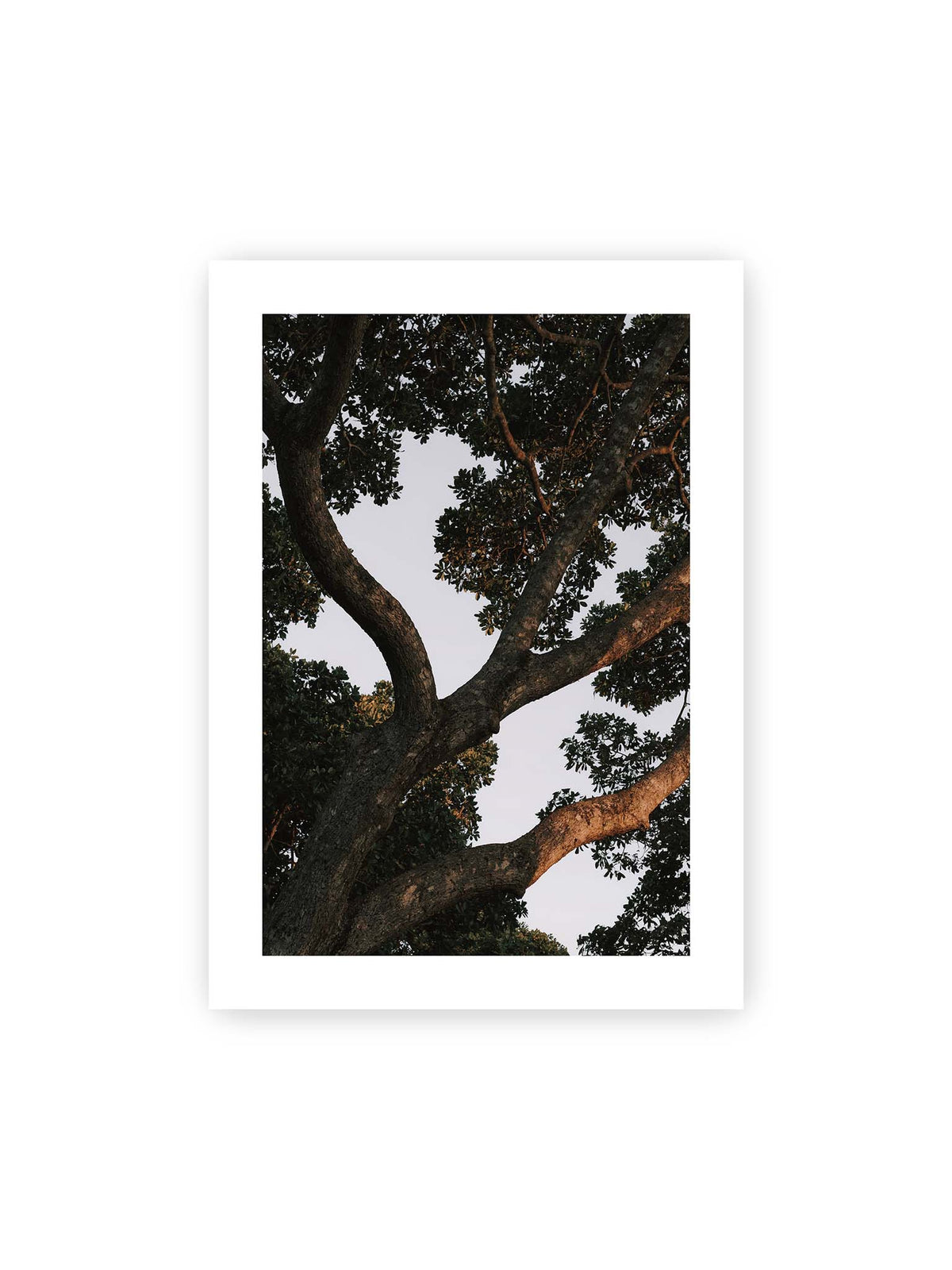 50x70 cm, weißer Galerie-Rand – Große verzweigte Äste mit dichtem grünen Blätterdach vor hellem Himmel.