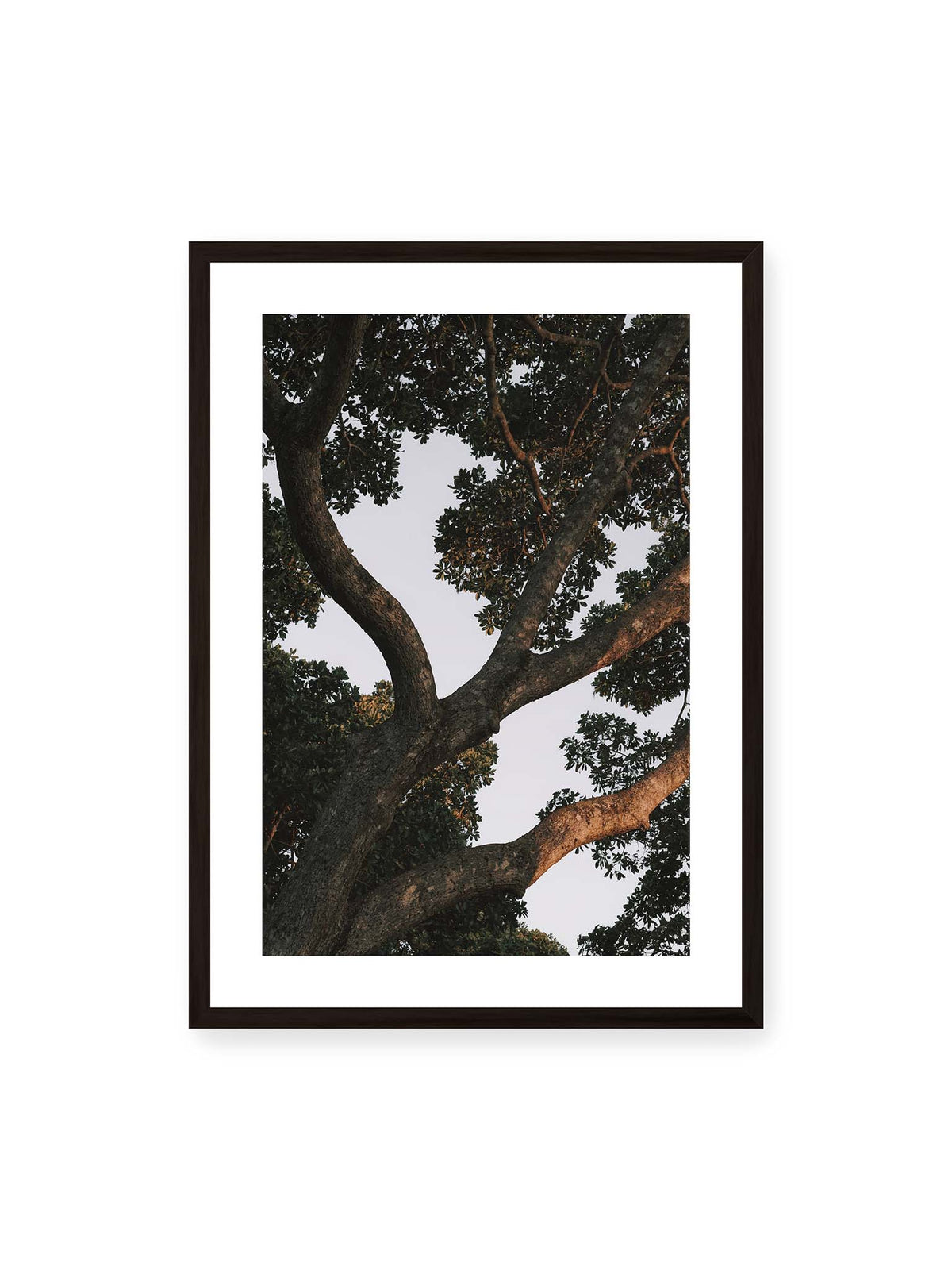 50x70 cm, weißer Galerie-Rand, schwarzer Rahmen – Große verzweigte Äste mit dichtem grünen Blätterdach vor hellem Himmel.