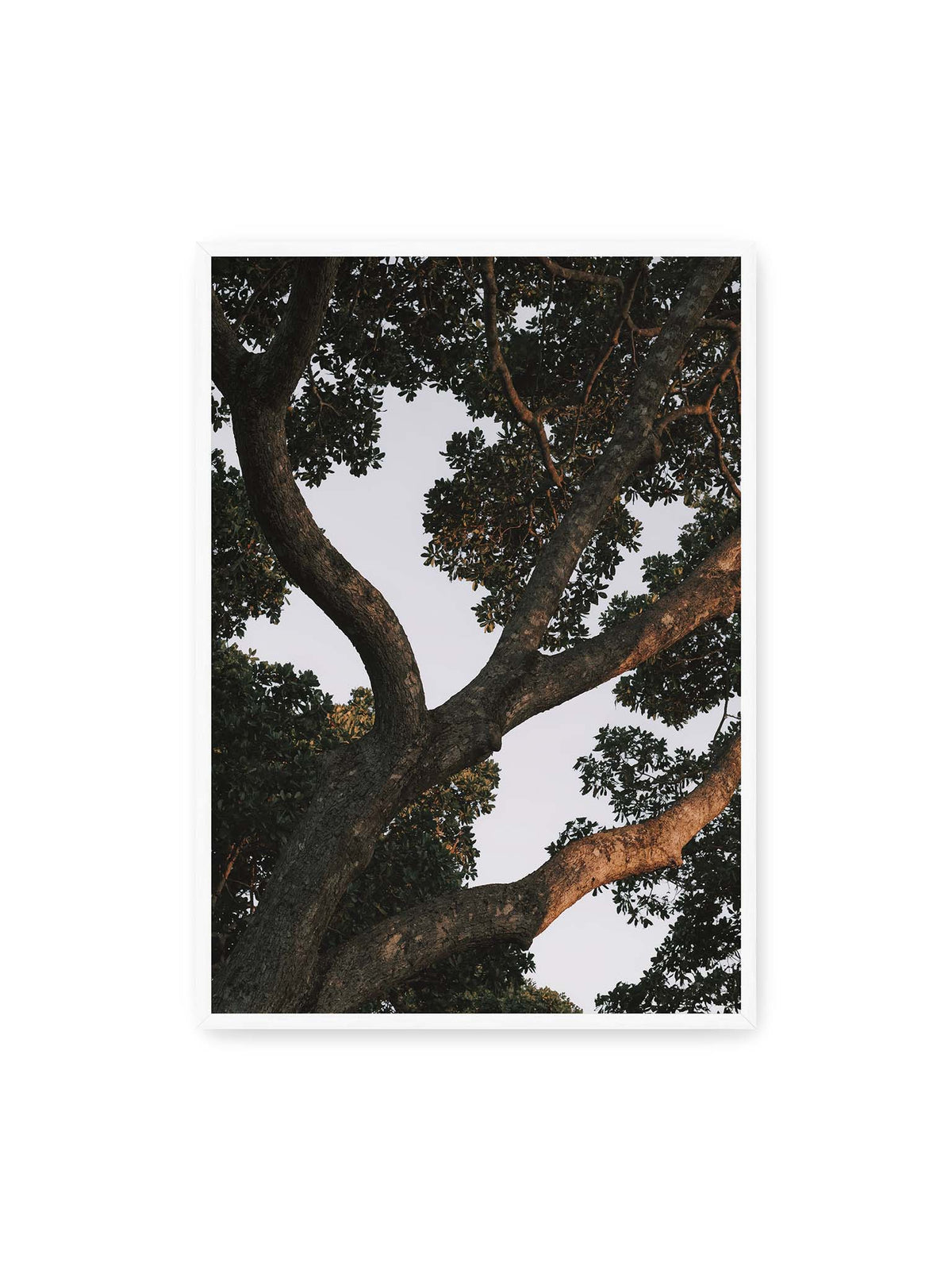 70x100 cm, weißer Rahmen – Große verzweigte Äste mit dichtem grünen Blätterdach vor hellem Himmel.