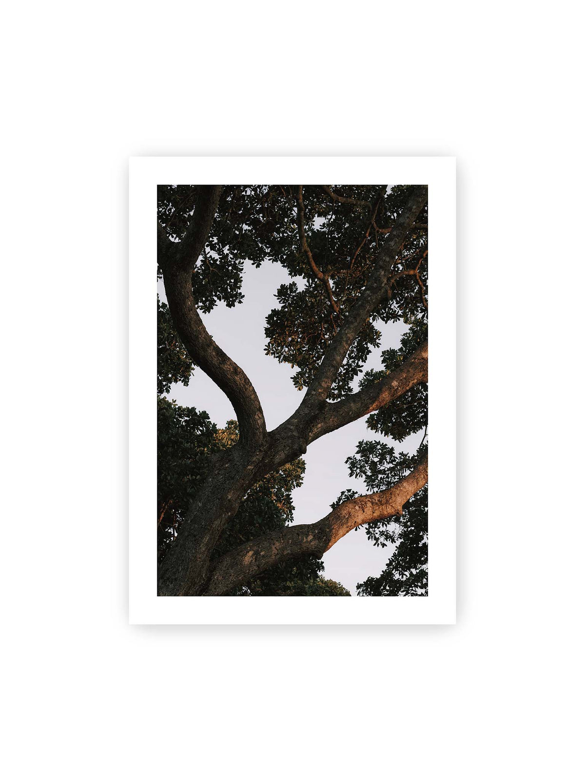 70x100 cm, weißer Galerie-Rand – Große verzweigte Äste mit dichtem grünen Blätterdach vor hellem Himmel.