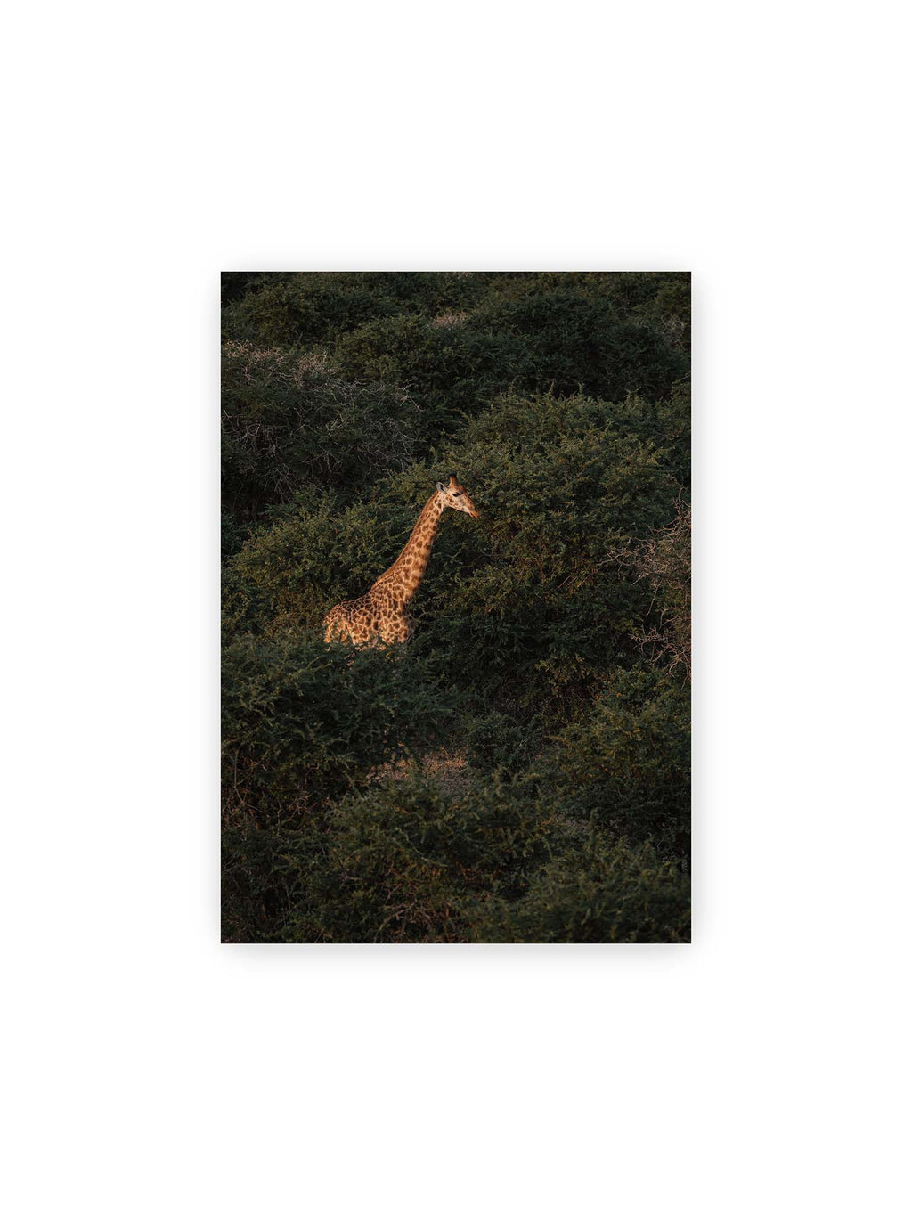 21x30 cm – Giraffe zwischen dichtem dunkelgrünem Buschwerk, deren Hals und Kopf von warmem Licht hervorgehoben werden.