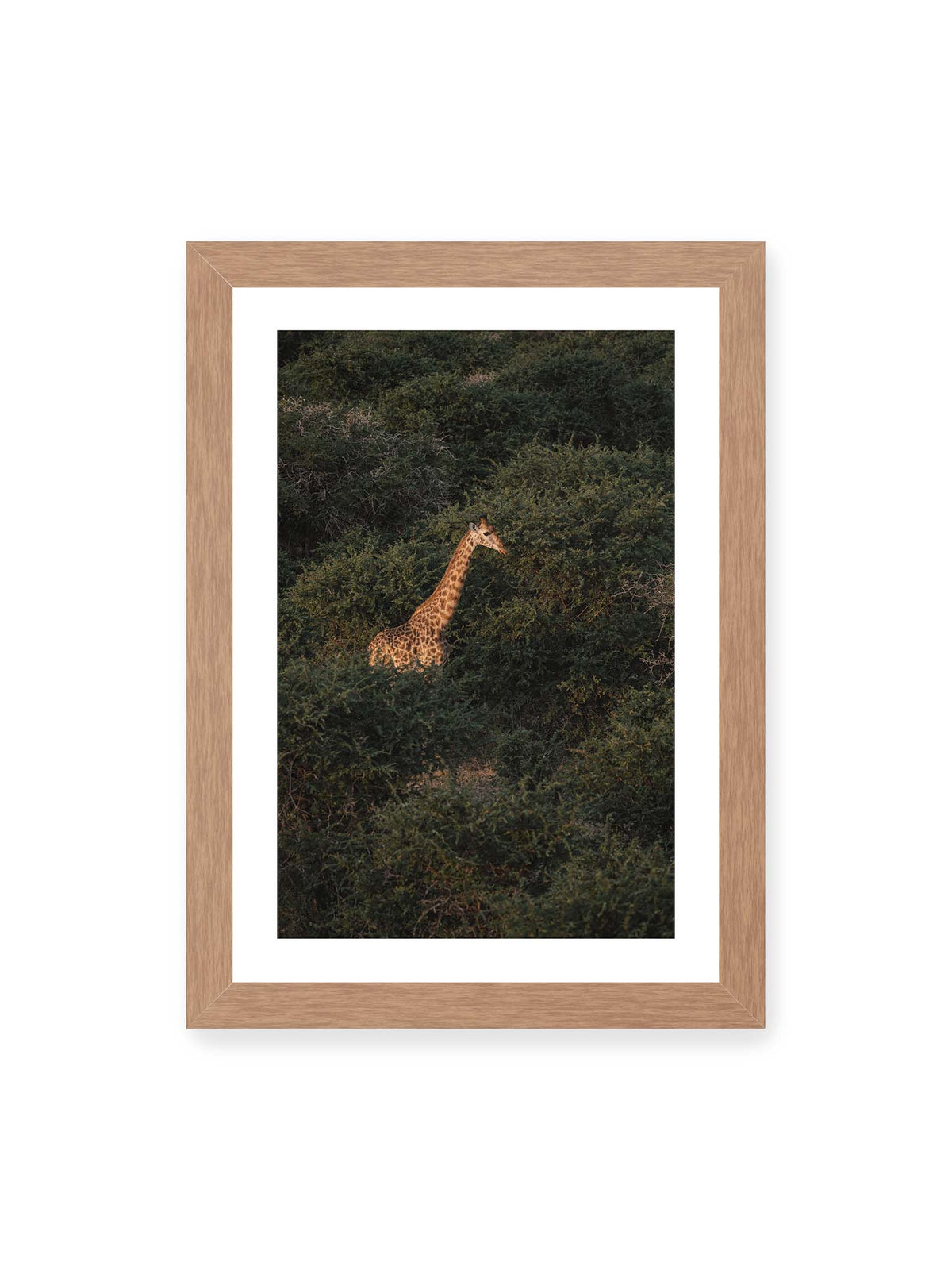 21x30 cm, weißer Galerie-Rand, Eichenrahmen – Giraffe zwischen dichtem dunkelgrünem Buschwerk, deren Hals und Kopf von warmem Licht hervorgehoben werden.