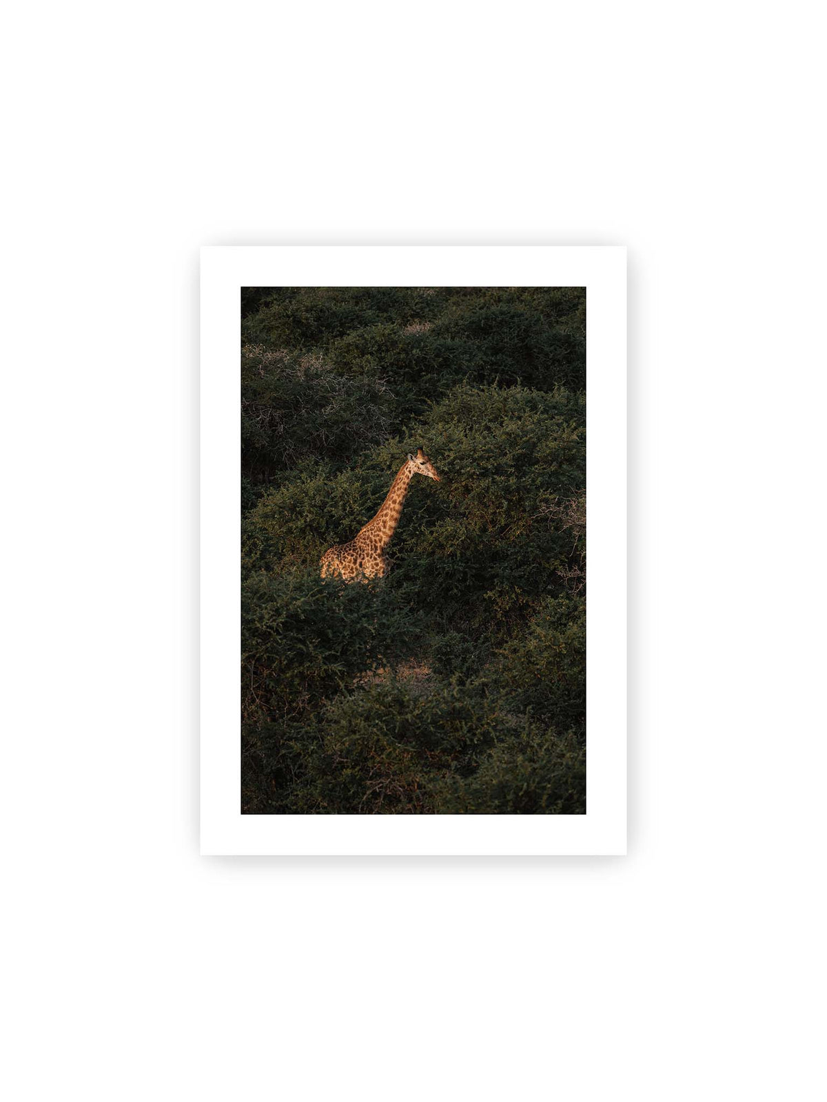 21x30 cm, weißer Galerie-Rand – Giraffe zwischen dichtem dunkelgrünem Buschwerk, deren Hals und Kopf von warmem Licht hervorgehoben werden.