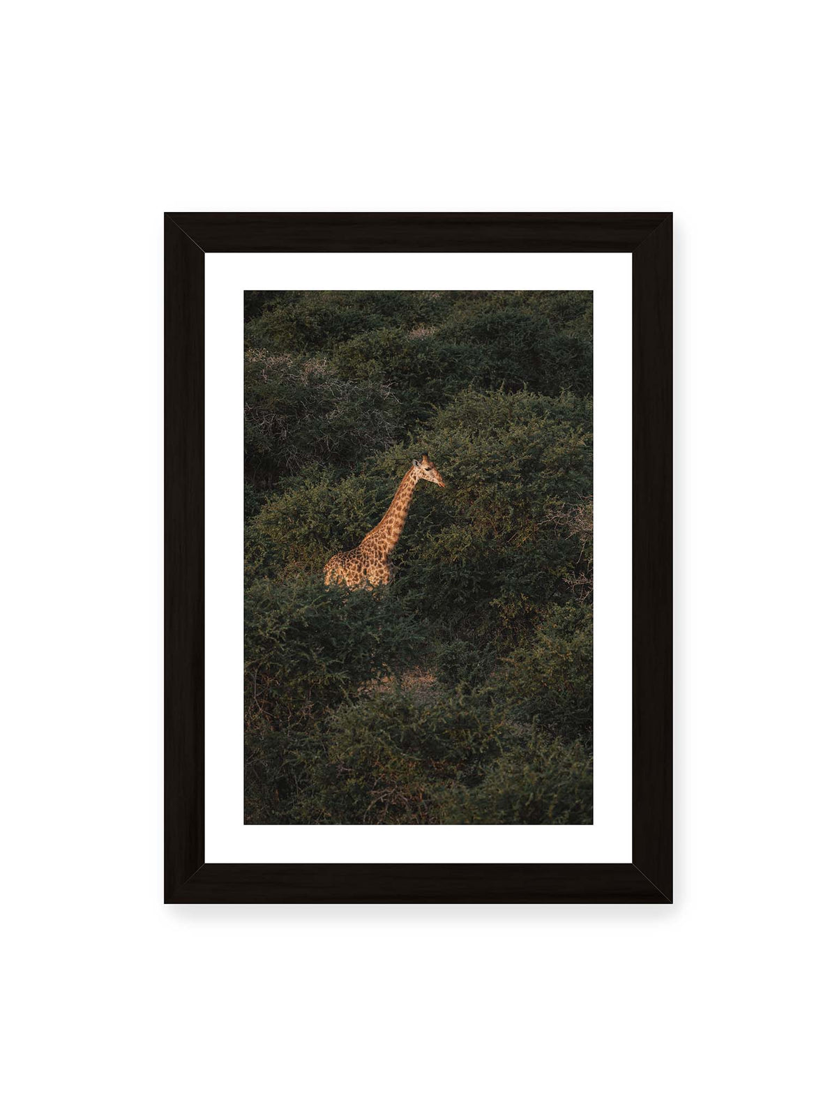 21x30 cm, weißer Galerie-Rand, schwarzer Rahmen – Giraffe zwischen dichtem dunkelgrünem Buschwerk, deren Hals und Kopf von warmem Licht hervorgehoben werden.