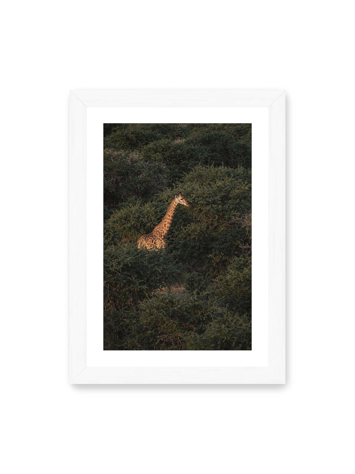 21x30 cm, weißer Galerie-Rand, weißer Rahmen – Giraffe zwischen dichtem dunkelgrünem Buschwerk, deren Hals und Kopf von warmem Licht hervorgehoben werden.