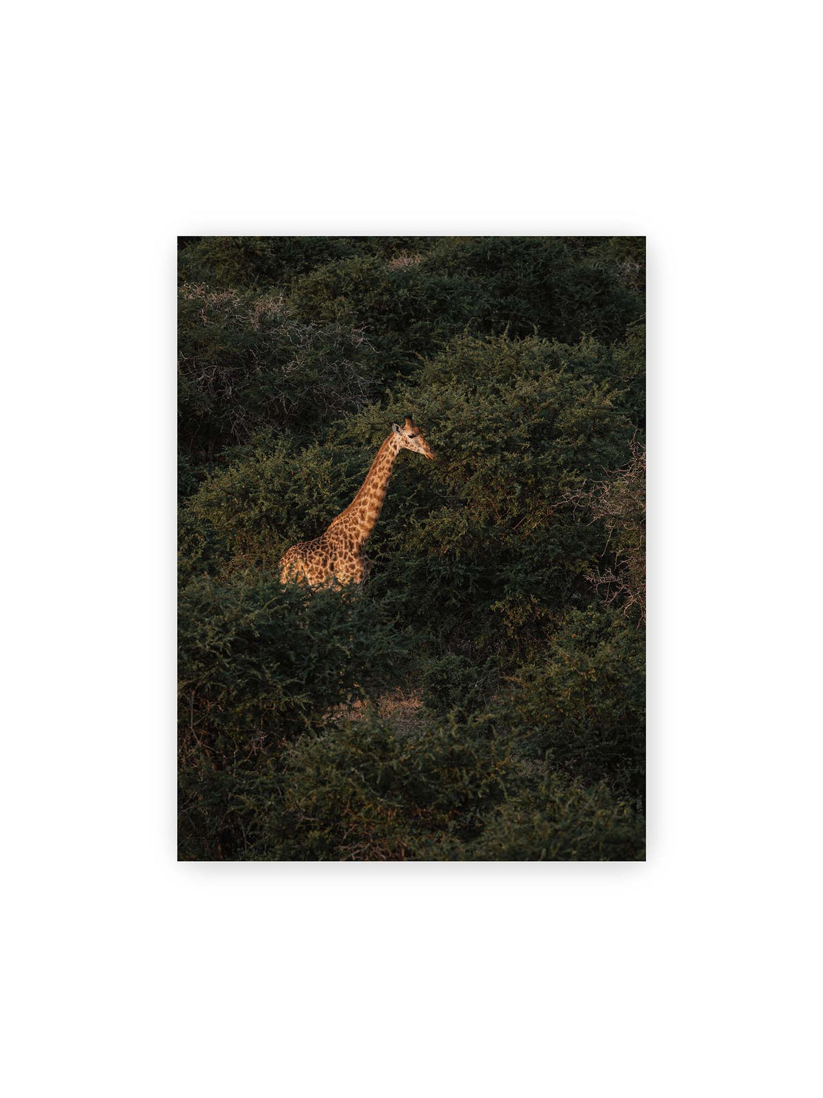 30x40 cm – Giraffe zwischen dichtem dunkelgrünem Buschwerk, deren Hals und Kopf von warmem Licht hervorgehoben werden.