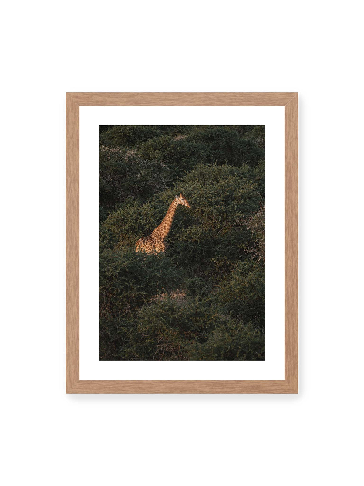 30x40 cm, weißer Galerie-Rand, Eichenrahmen – Giraffe zwischen dichtem dunkelgrünem Buschwerk, deren Hals und Kopf von warmem Licht hervorgehoben werden.