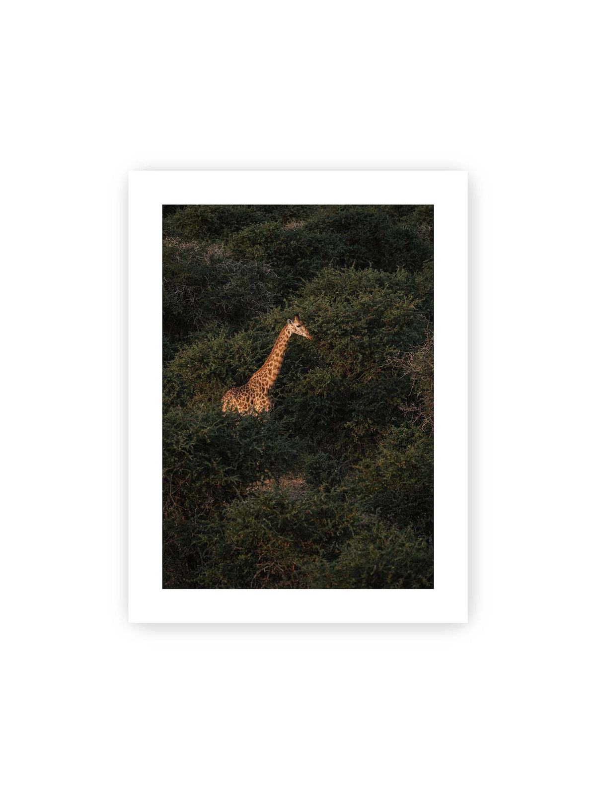 30x40 cm, weißer Galerie-Rand – Giraffe zwischen dichtem dunkelgrünem Buschwerk, deren Hals und Kopf von warmem Licht hervorgehoben werden.
