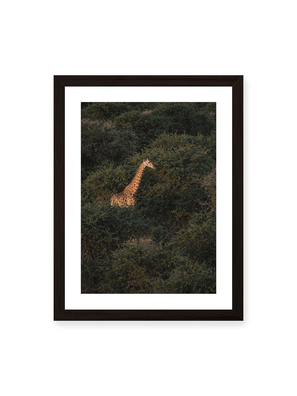 30x40 cm, weißer Galerie-Rand, schwarzer Rahmen – Giraffe zwischen dichtem dunkelgrünem Buschwerk, deren Hals und Kopf von warmem Licht hervorgehoben werden.