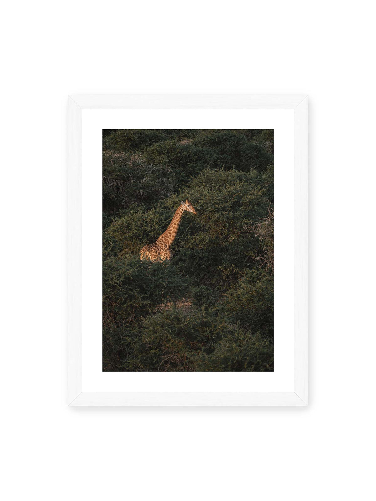 30x40 cm, weißer Galerie-Rand, weißer Rahmen – Giraffe zwischen dichtem dunkelgrünem Buschwerk, deren Hals und Kopf von warmem Licht hervorgehoben werden.