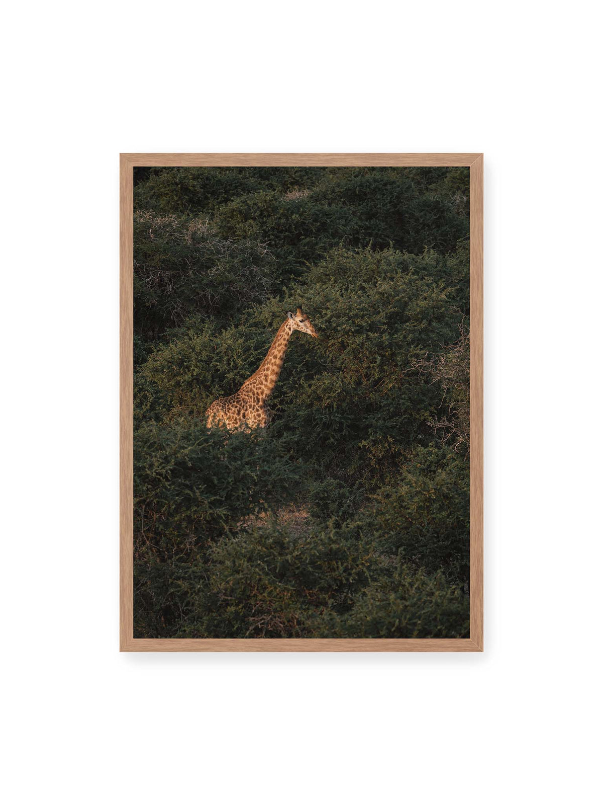 50x70 cm, Eichenrahmen – Giraffe zwischen dichtem dunkelgrünem Buschwerk, deren Hals und Kopf von warmem Licht hervorgehoben werden.