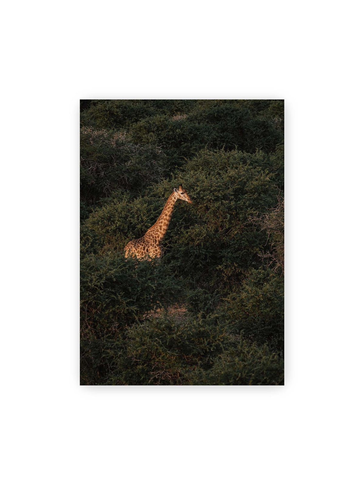 50x70 cm – Giraffe zwischen dichtem dunkelgrünem Buschwerk, deren Hals und Kopf von warmem Licht hervorgehoben werden.