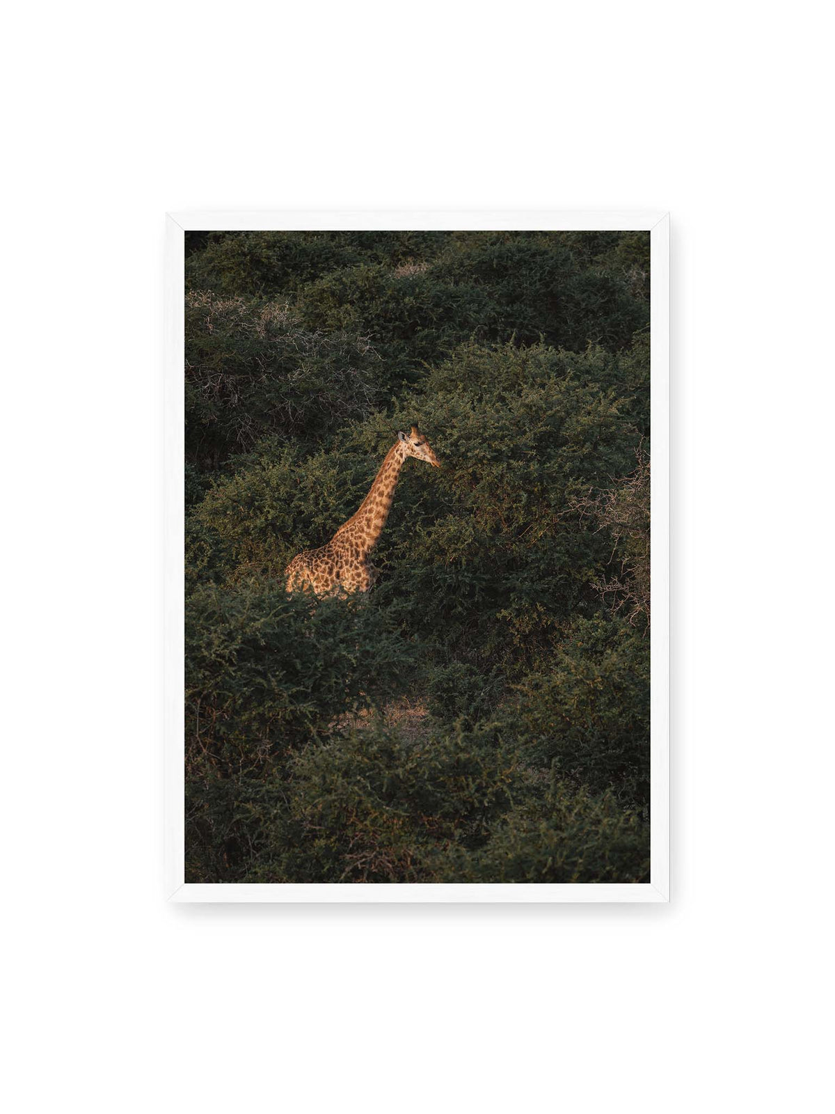 50x70 cm, weißer Rahmen – Giraffe zwischen dichtem dunkelgrünem Buschwerk, deren Hals und Kopf von warmem Licht hervorgehoben werden.