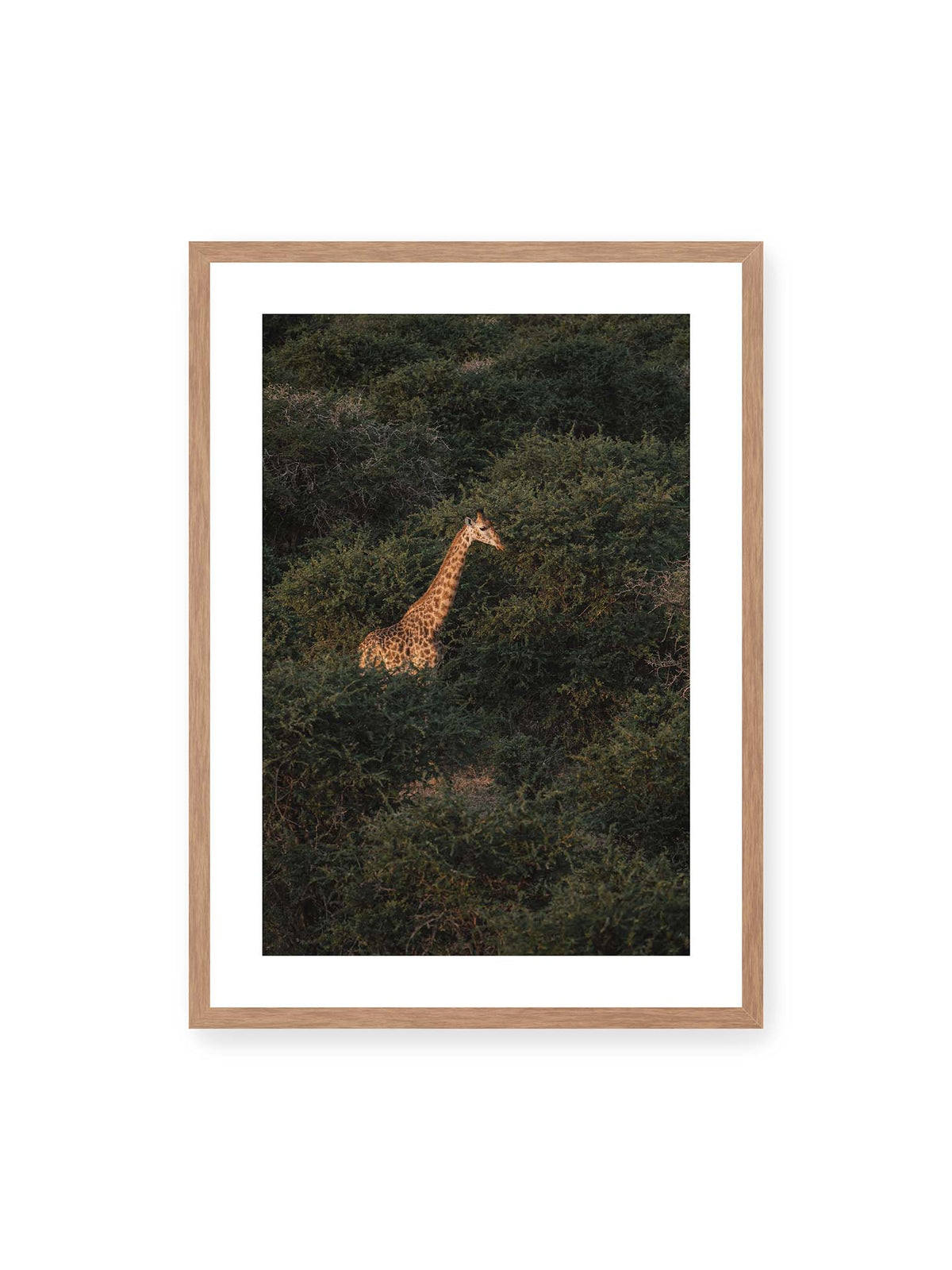 50x70 cm, weißer Galerie-Rand, Eichenrahmen – Giraffe zwischen dichtem dunkelgrünem Buschwerk, deren Hals und Kopf von warmem Licht hervorgehoben werden.