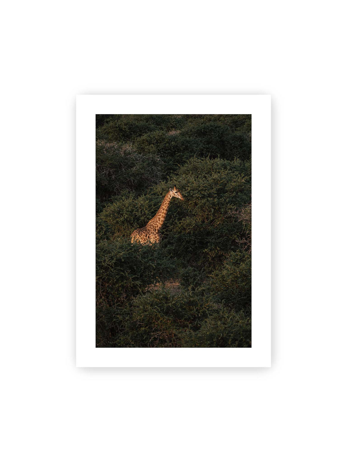 50x70 cm, weißer Galerie-Rand – Giraffe zwischen dichtem dunkelgrünem Buschwerk, deren Hals und Kopf von warmem Licht hervorgehoben werden.