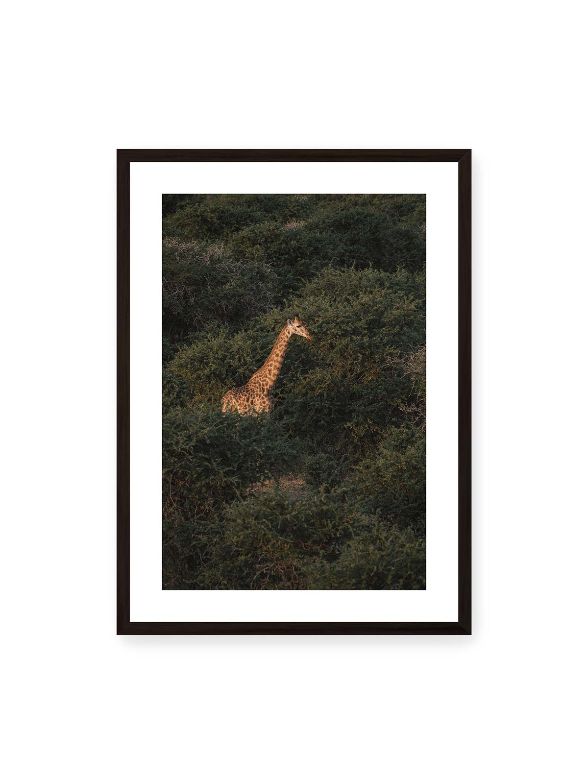 50x70 cm, weißer Galerie-Rand, schwarzer Rahmen – Giraffe zwischen dichtem dunkelgrünem Buschwerk, deren Hals und Kopf von warmem Licht hervorgehoben werden.