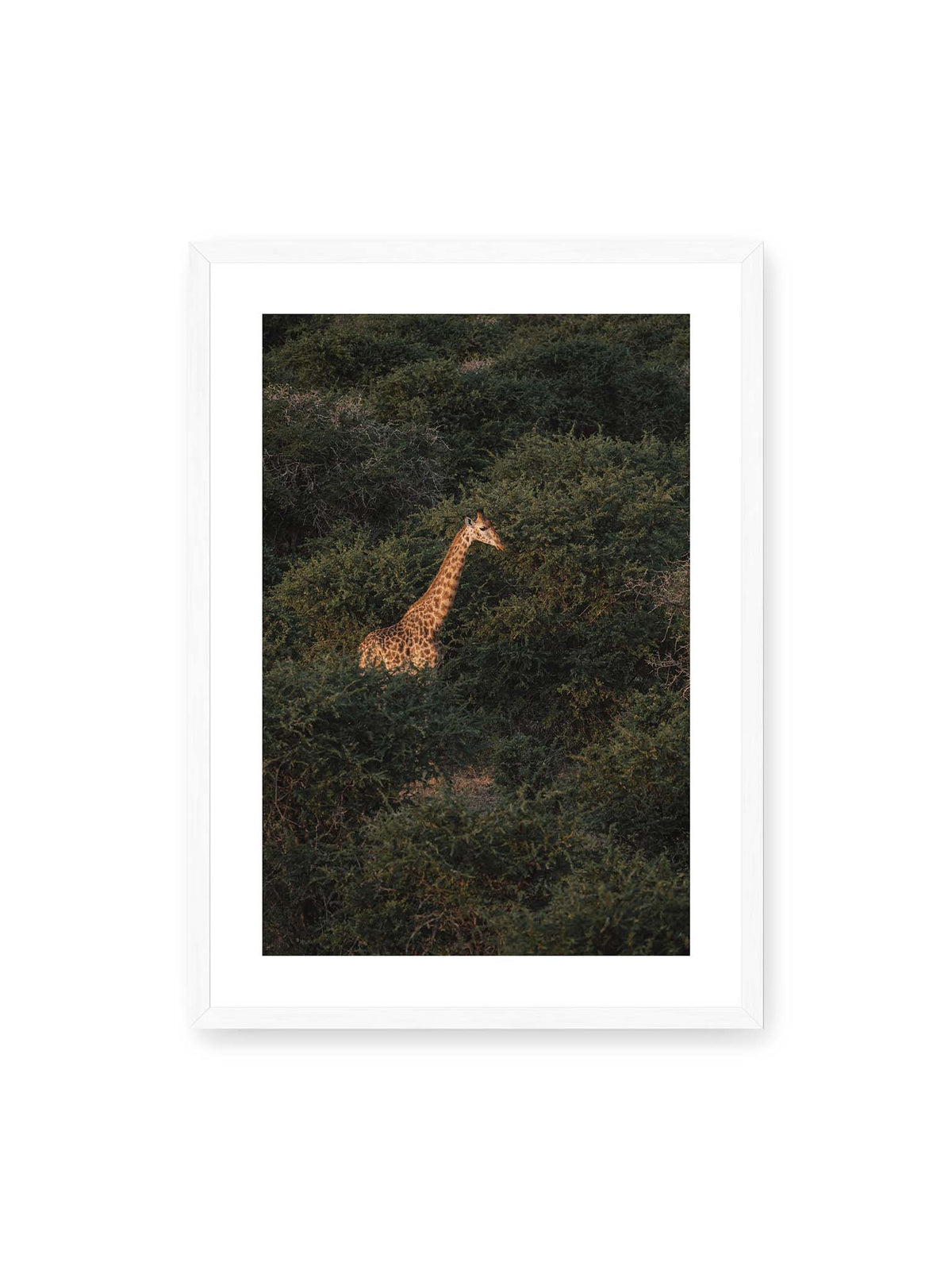 50x70 cm, weißer Galerie-Rand, weißer Rahmen – Giraffe zwischen dichtem dunkelgrünem Buschwerk, deren Hals und Kopf von warmem Licht hervorgehoben werden.
