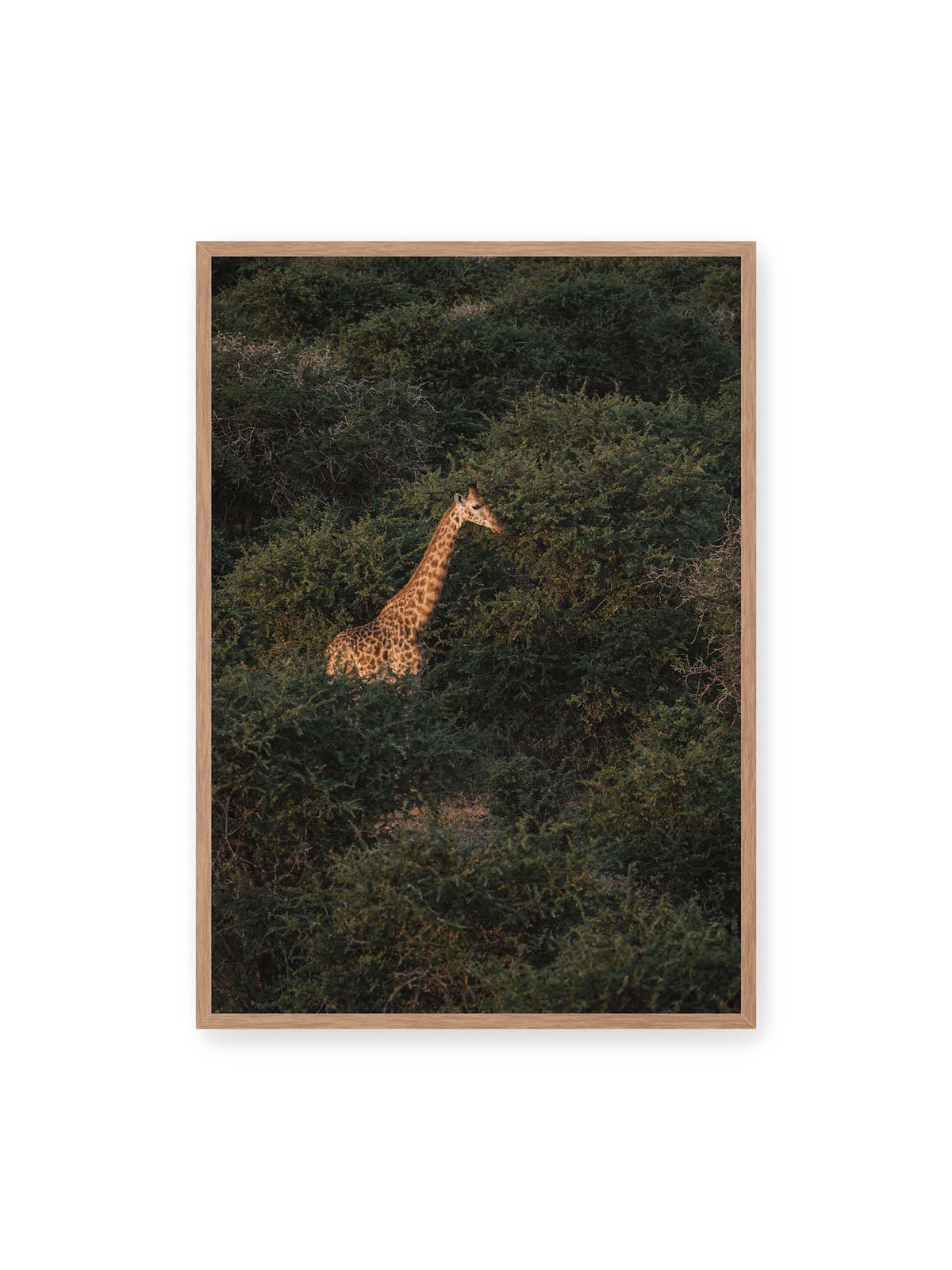 70x100 cm, Eichenrahmen – Giraffe zwischen dichtem dunkelgrünem Buschwerk, deren Hals und Kopf von warmem Licht hervorgehoben werden.