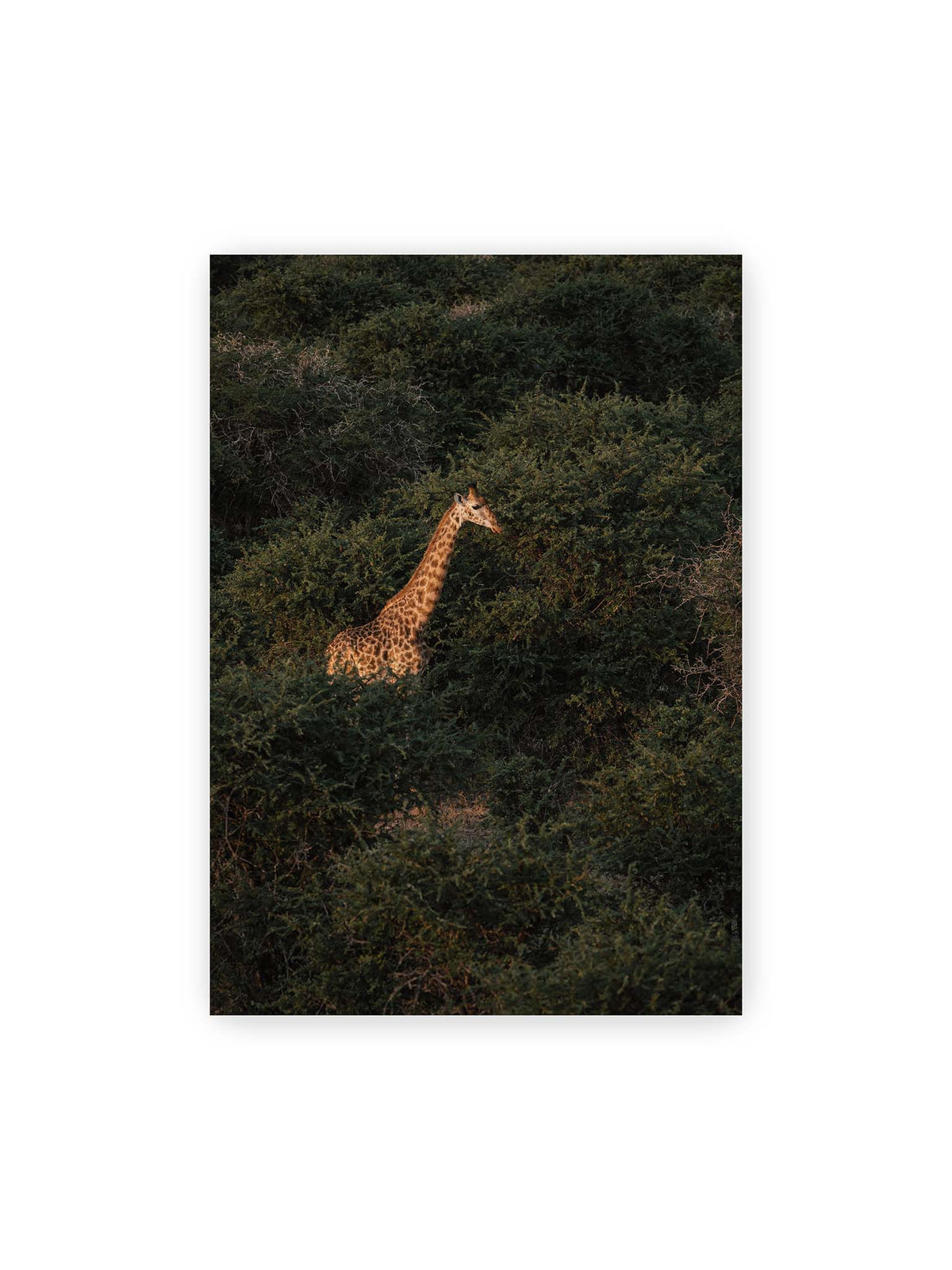 70x100 cm – Giraffe zwischen dichtem dunkelgrünem Buschwerk, deren Hals und Kopf von warmem Licht hervorgehoben werden.