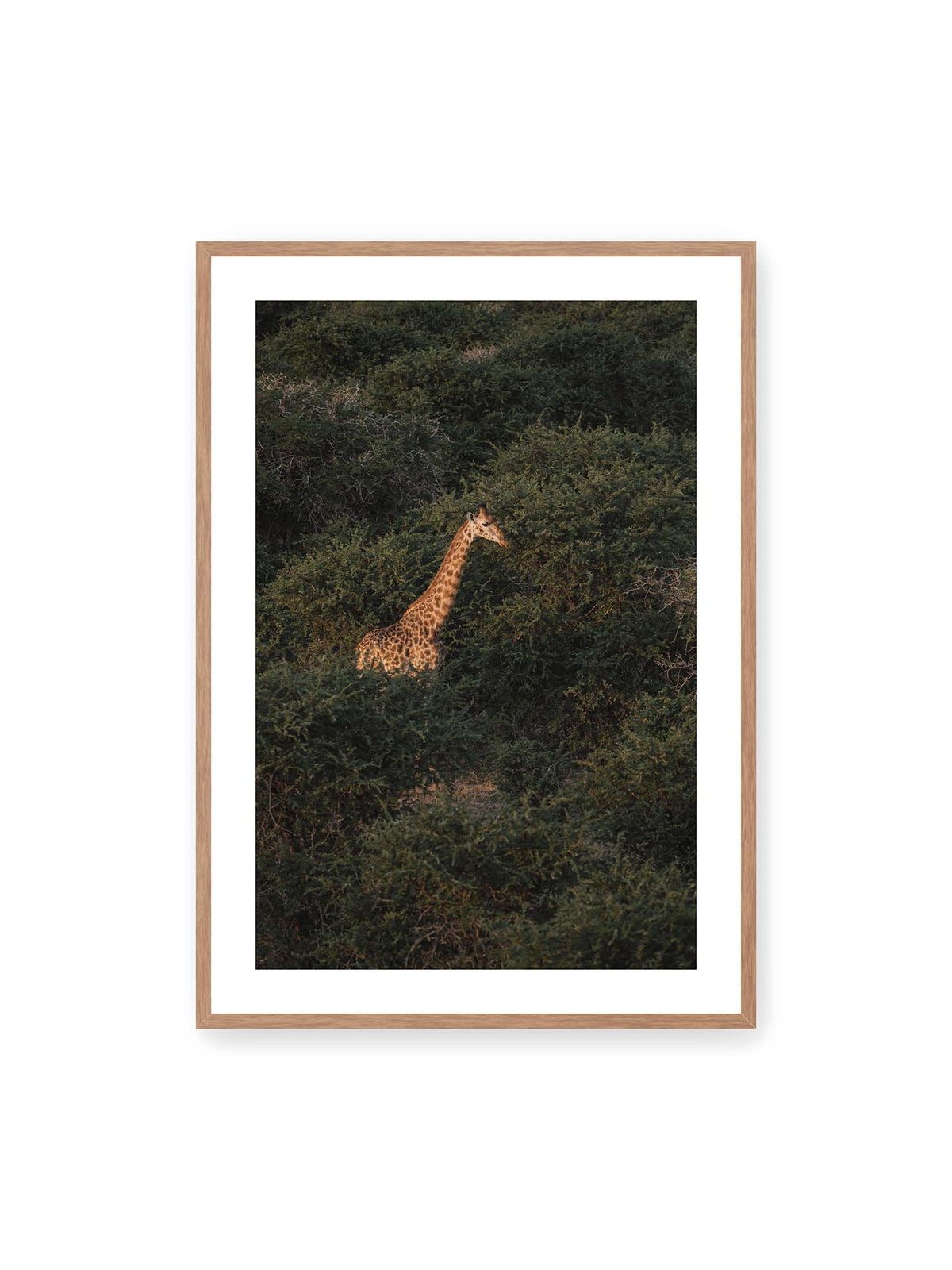 70x100 cm, weißer Galerie-Rand, Eichenrahmen – Giraffe zwischen dichtem dunkelgrünem Buschwerk, deren Hals und Kopf von warmem Licht hervorgehoben werden.