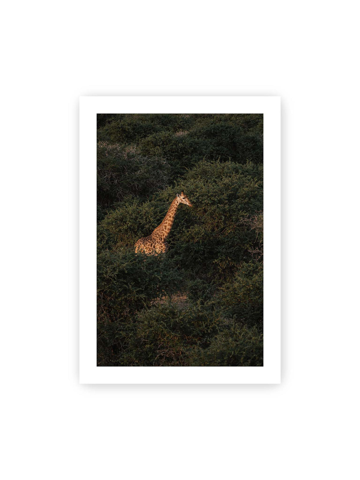 70x100 cm, weißer Galerie-Rand – Giraffe zwischen dichtem dunkelgrünem Buschwerk, deren Hals und Kopf von warmem Licht hervorgehoben werden.
